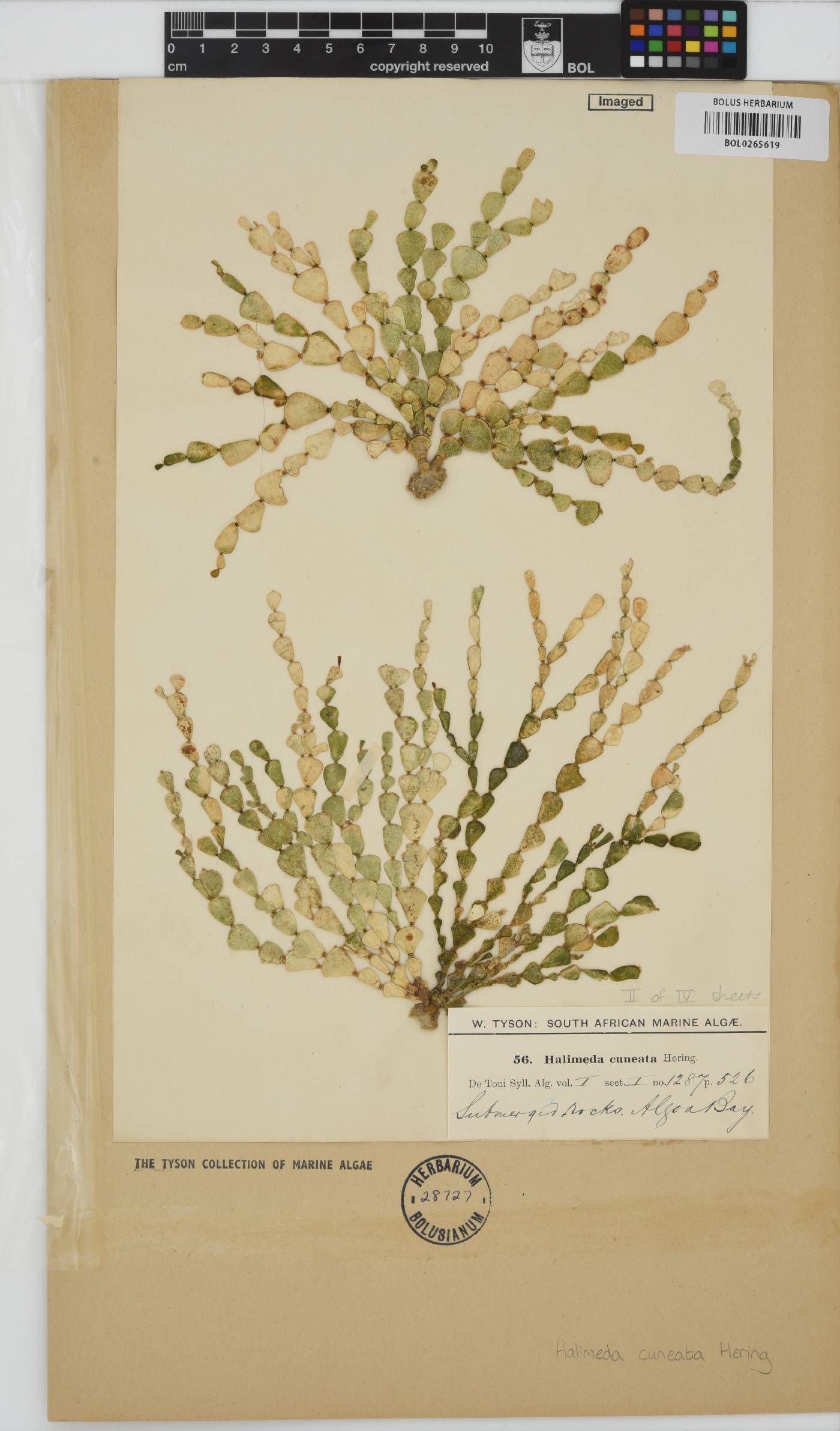 Halimeda cuneata image