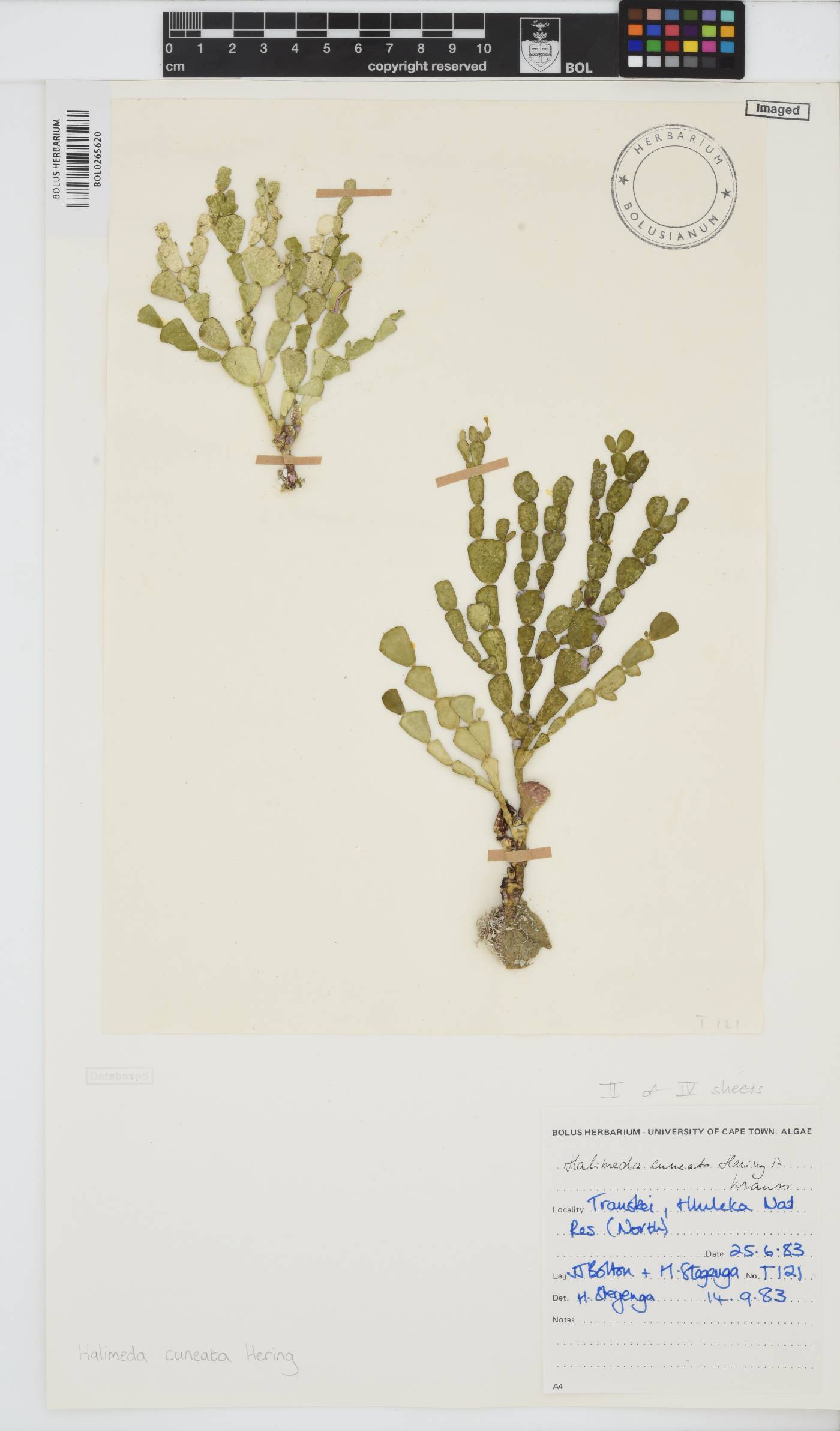 Halimeda cuneata image
