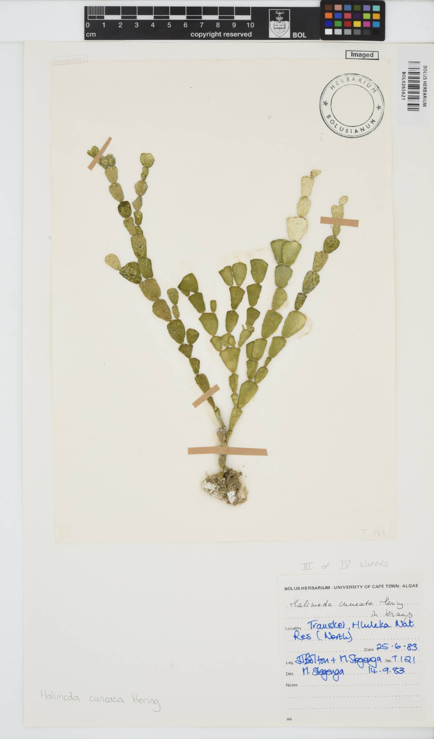 Halimeda cuneata image