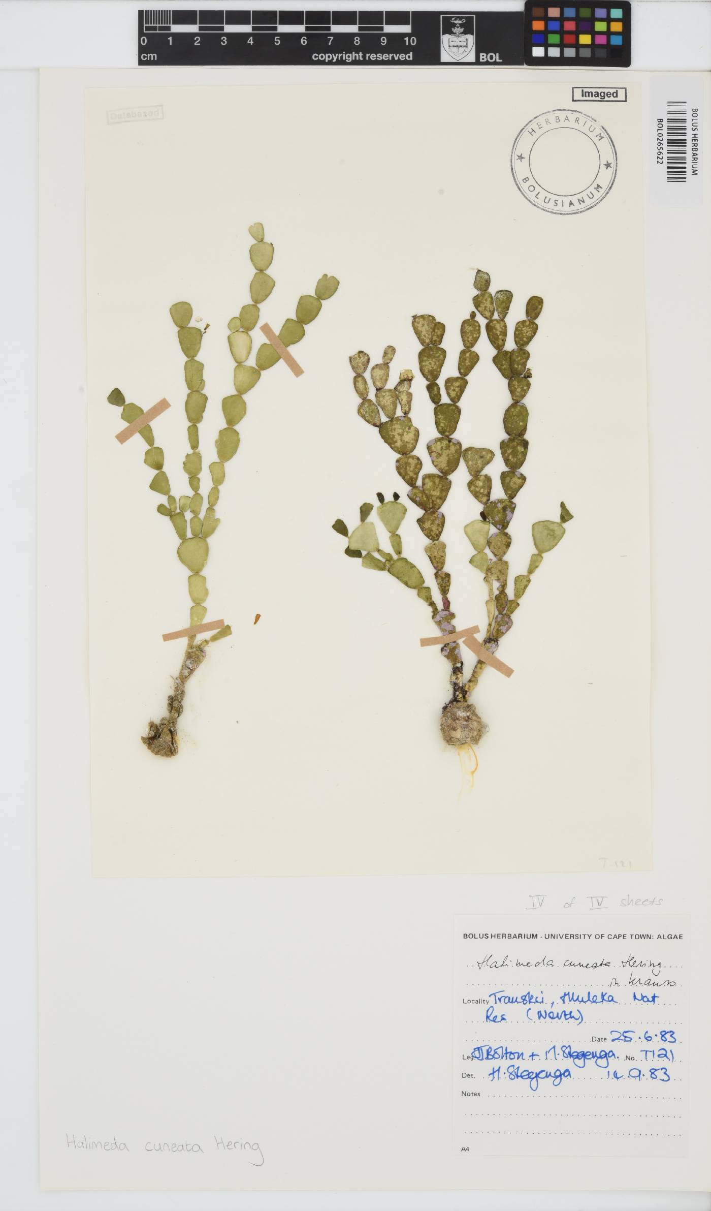 Halimeda cuneata image