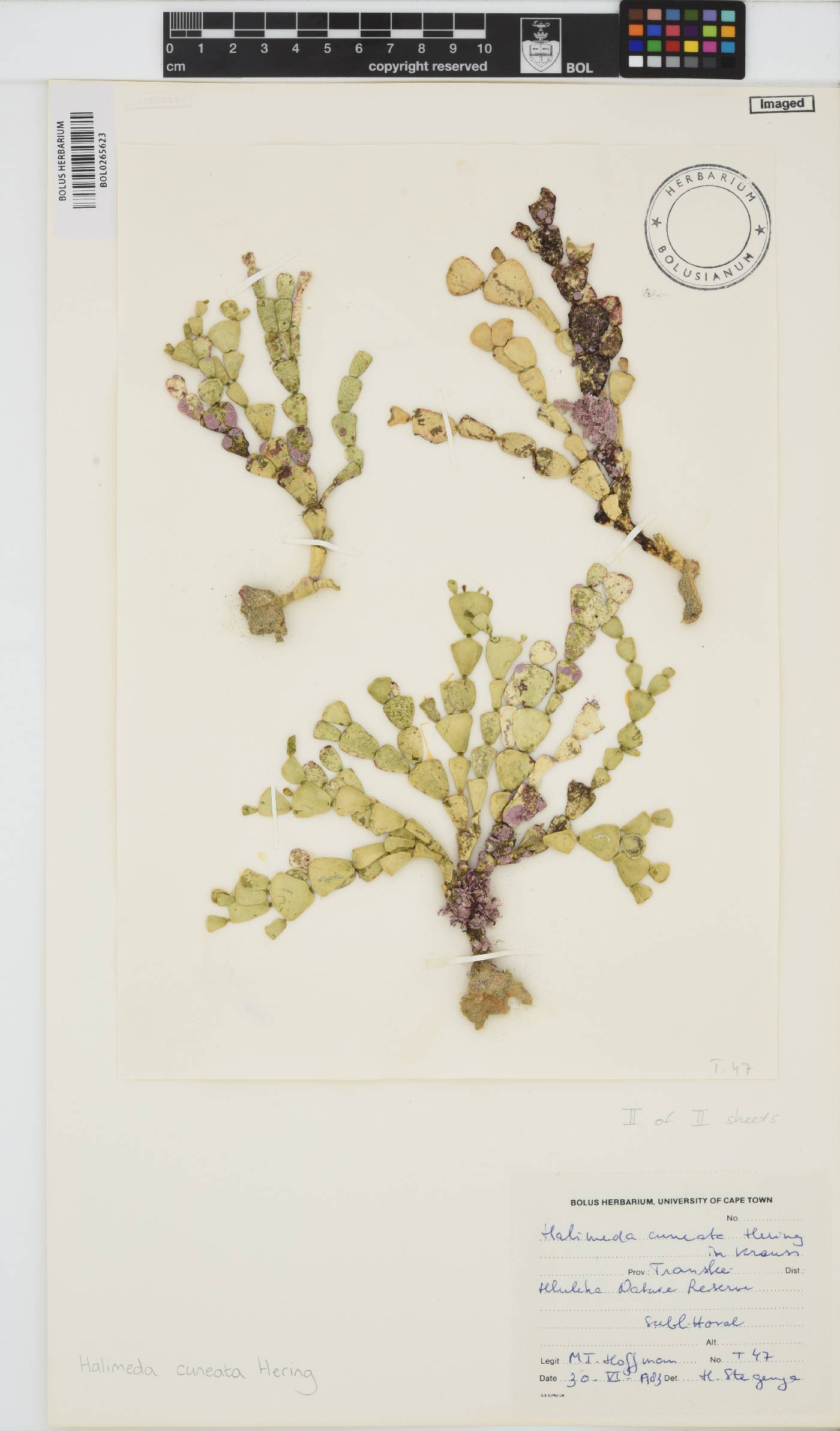 Halimeda cuneata image