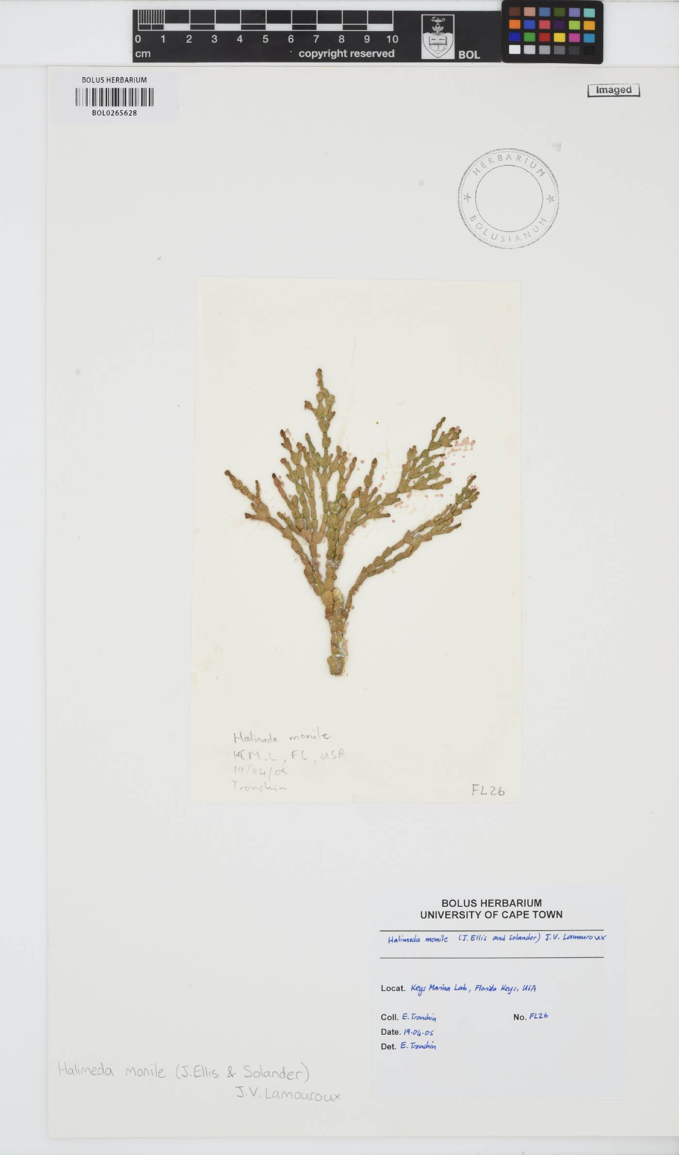 Halimeda monile image