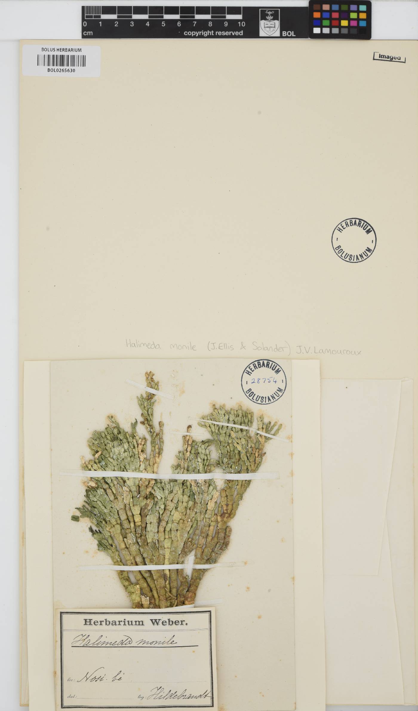 Halimeda monile image