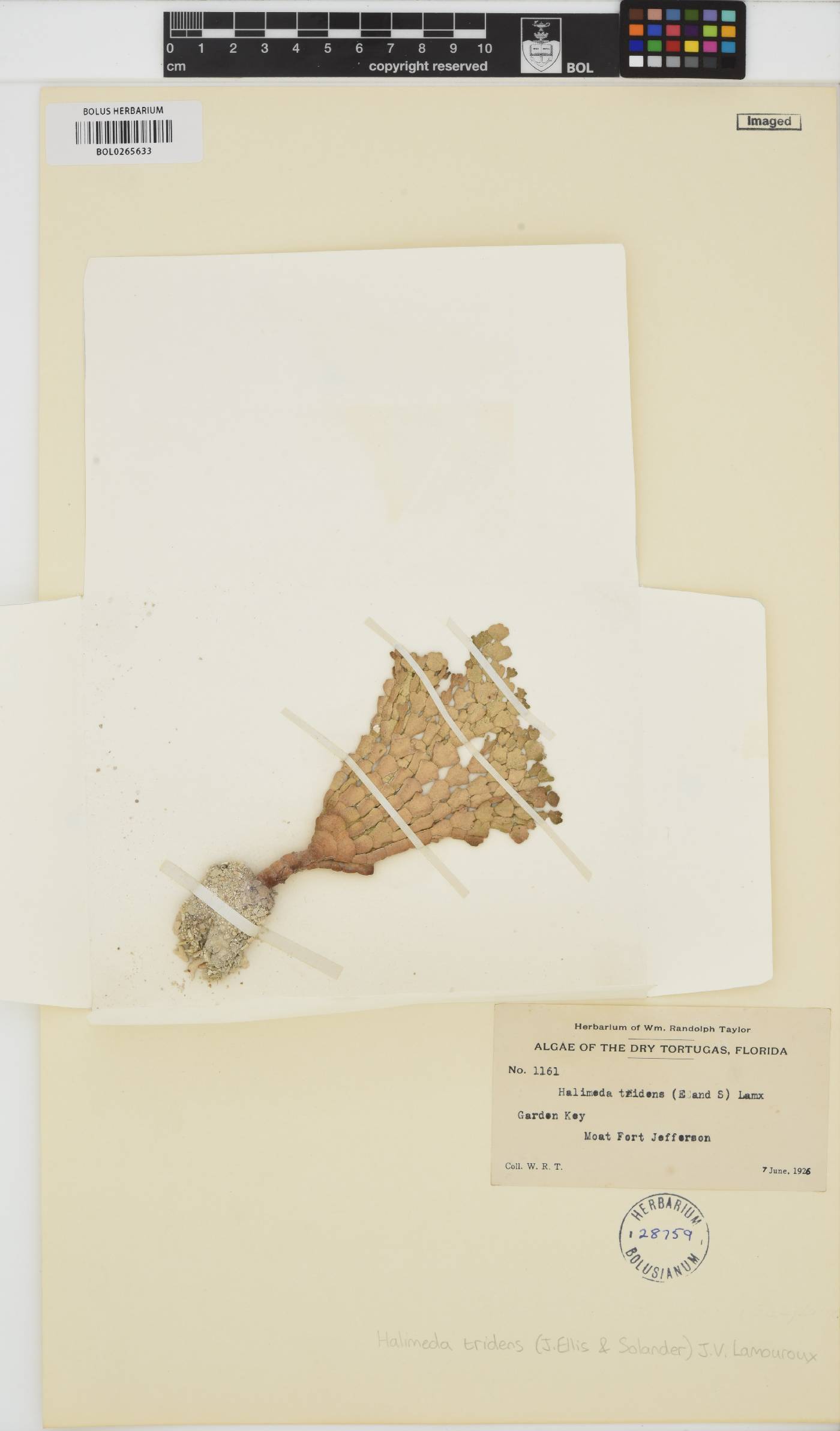 Halimeda incrassata image