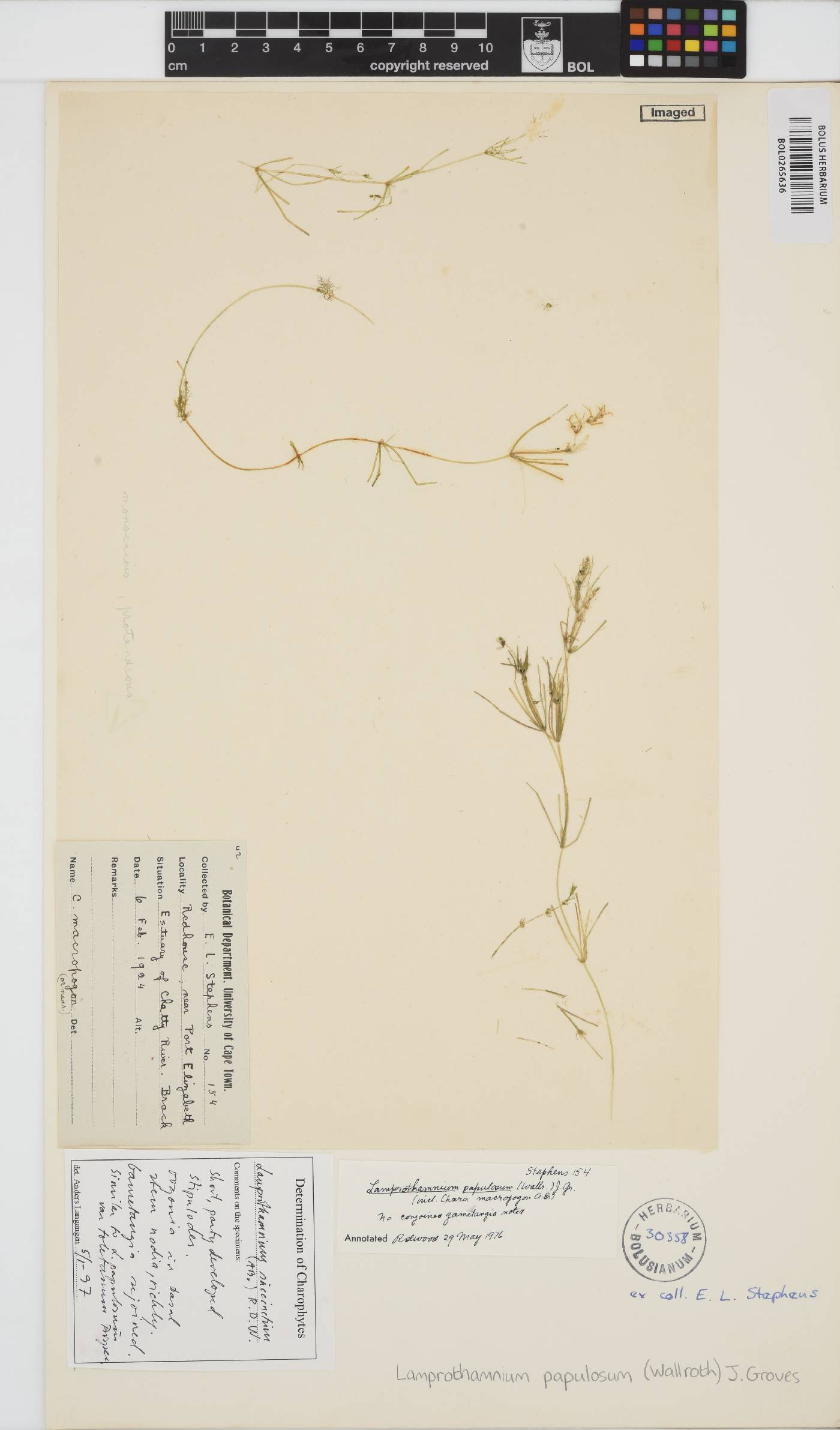 Lamprothamnium papulosum image