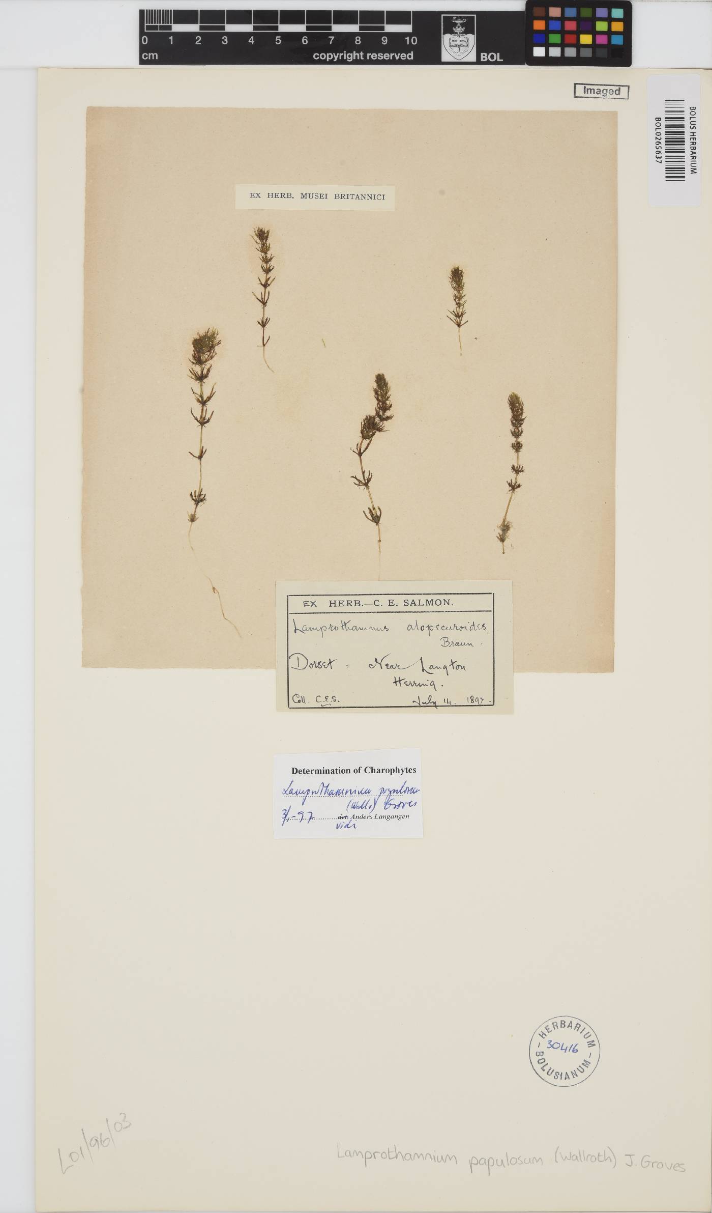 Lamprothamnium papulosum image