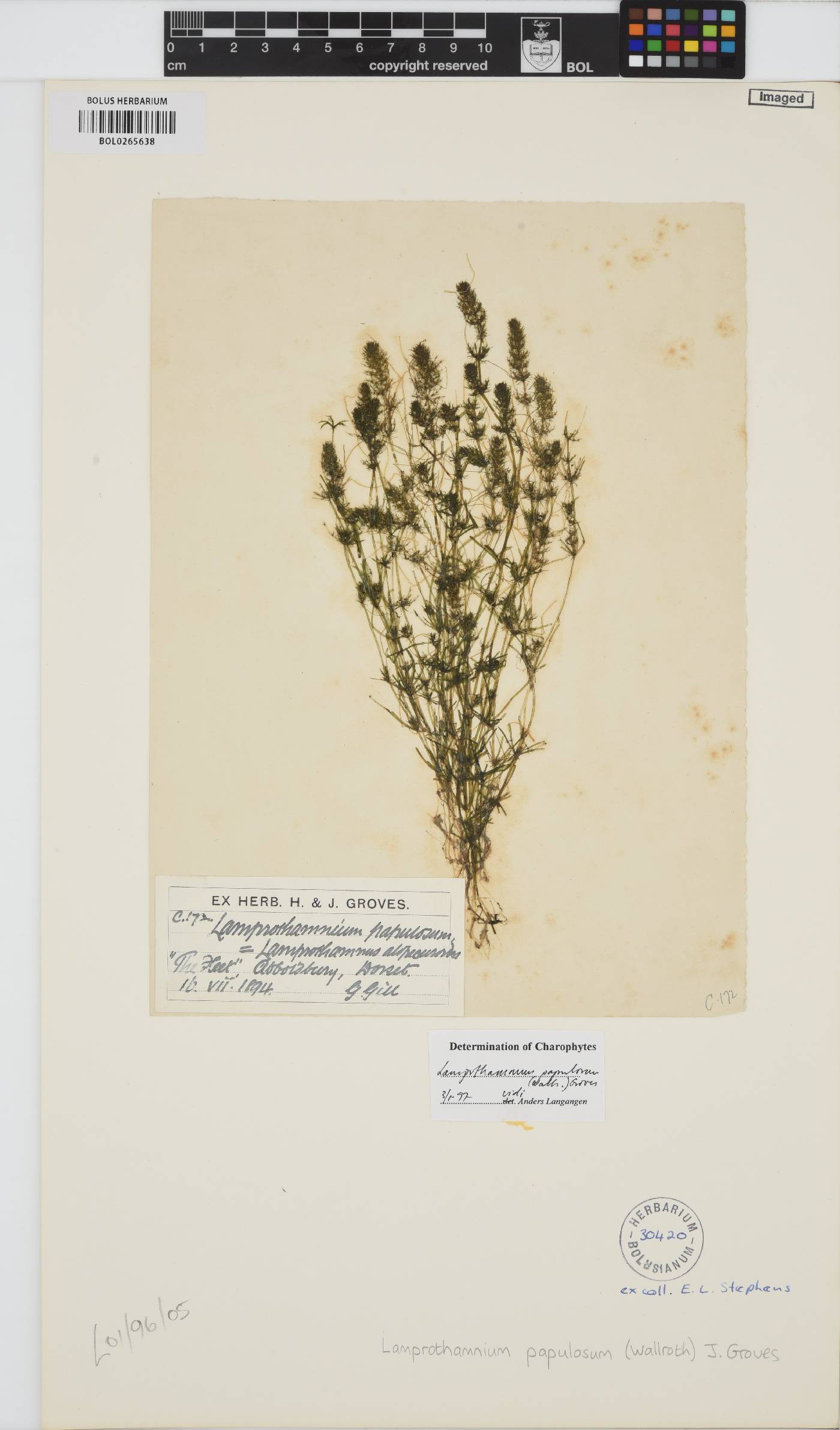 Lamprothamnium papulosum image