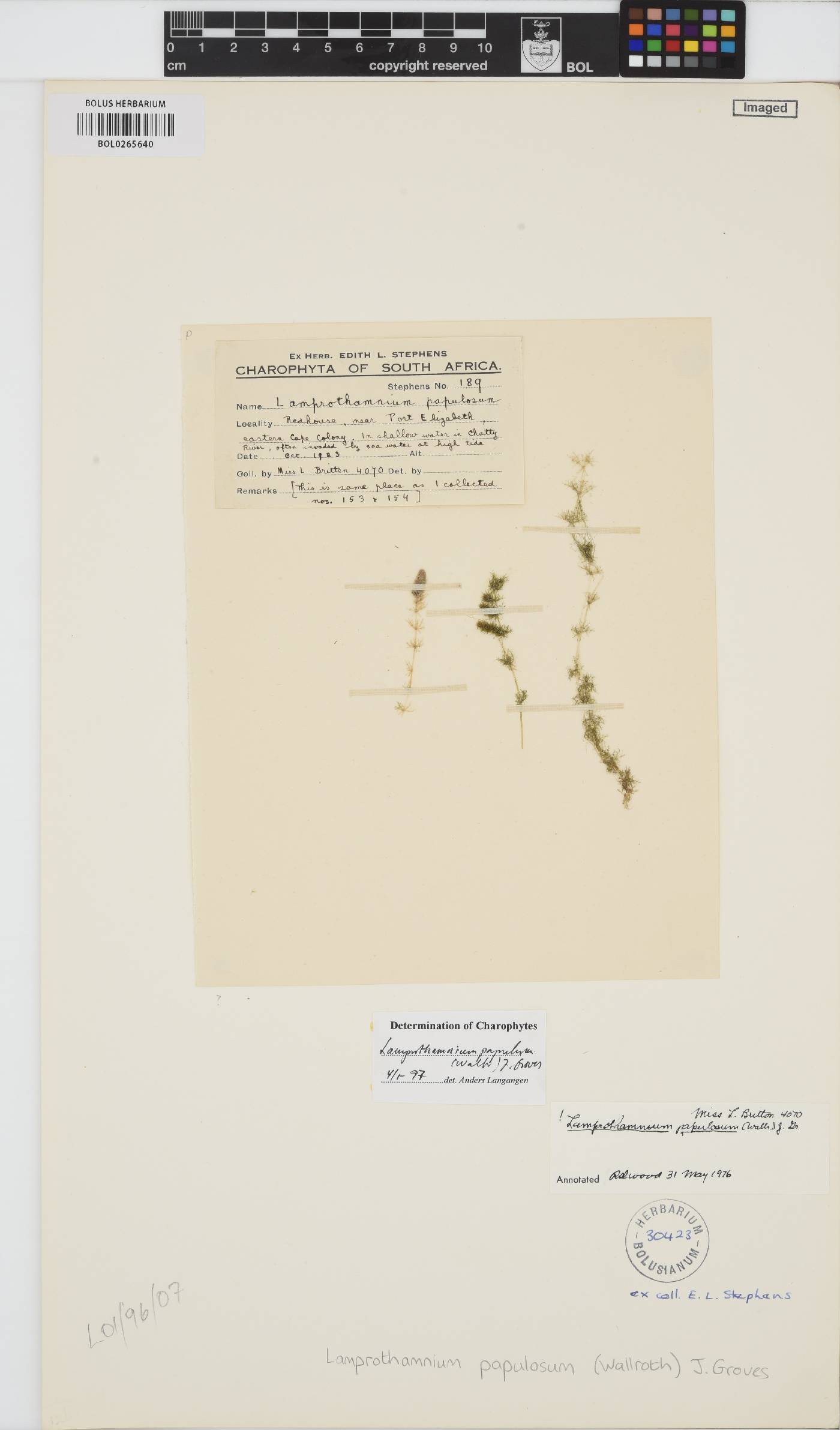 Lamprothamnium image