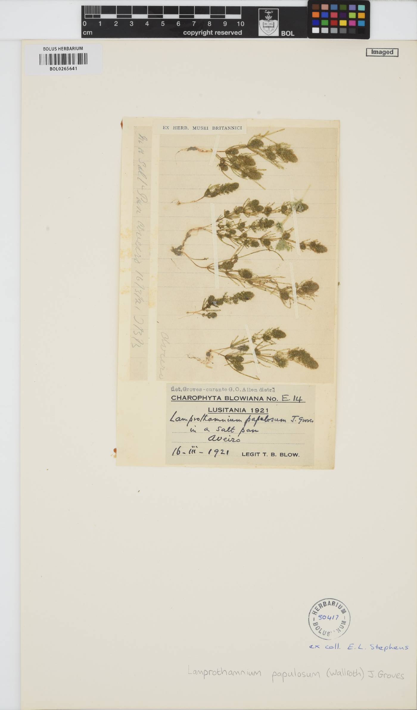 Lamprothamnium papulosum image