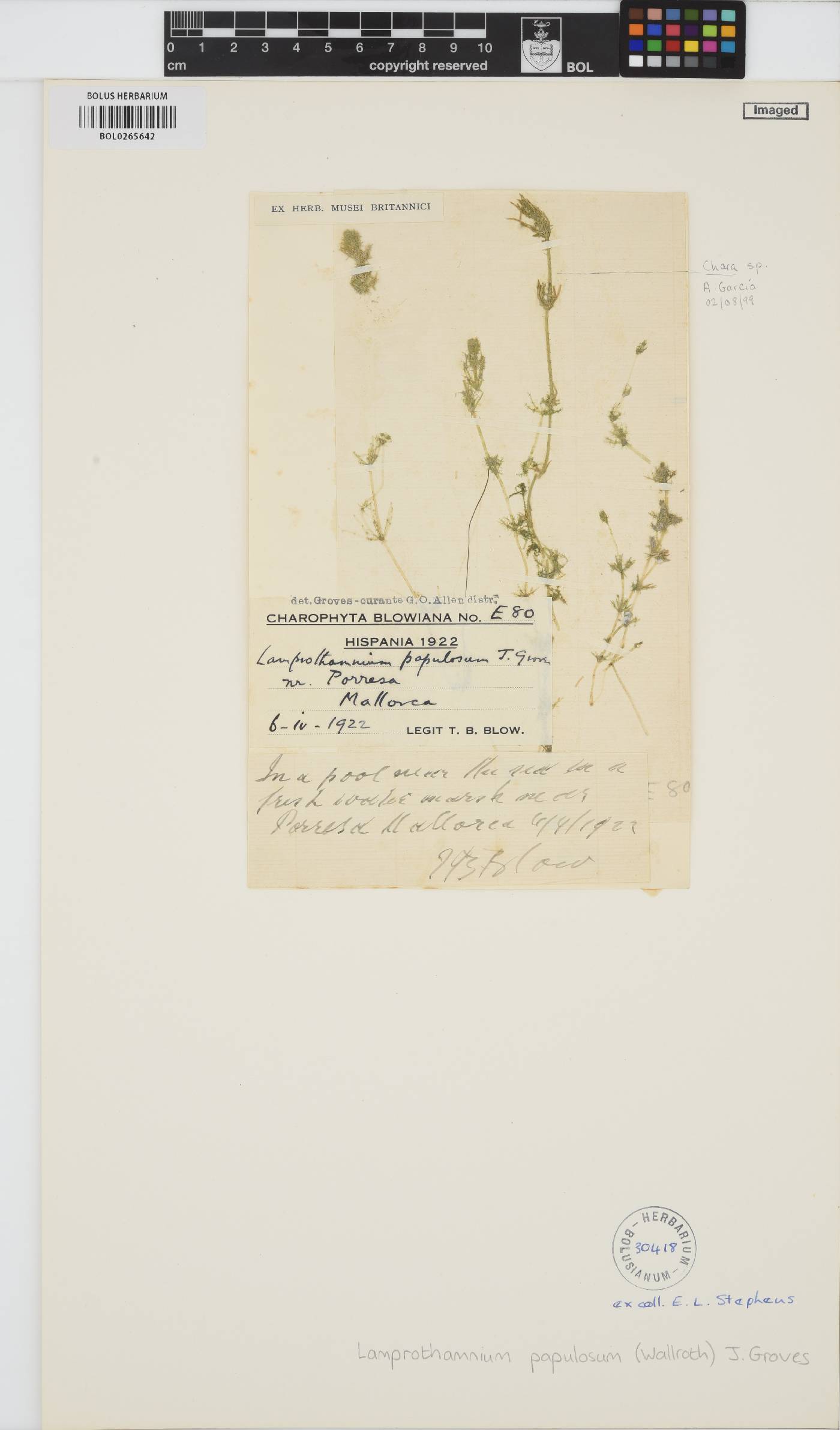 Lamprothamnium papulosum image