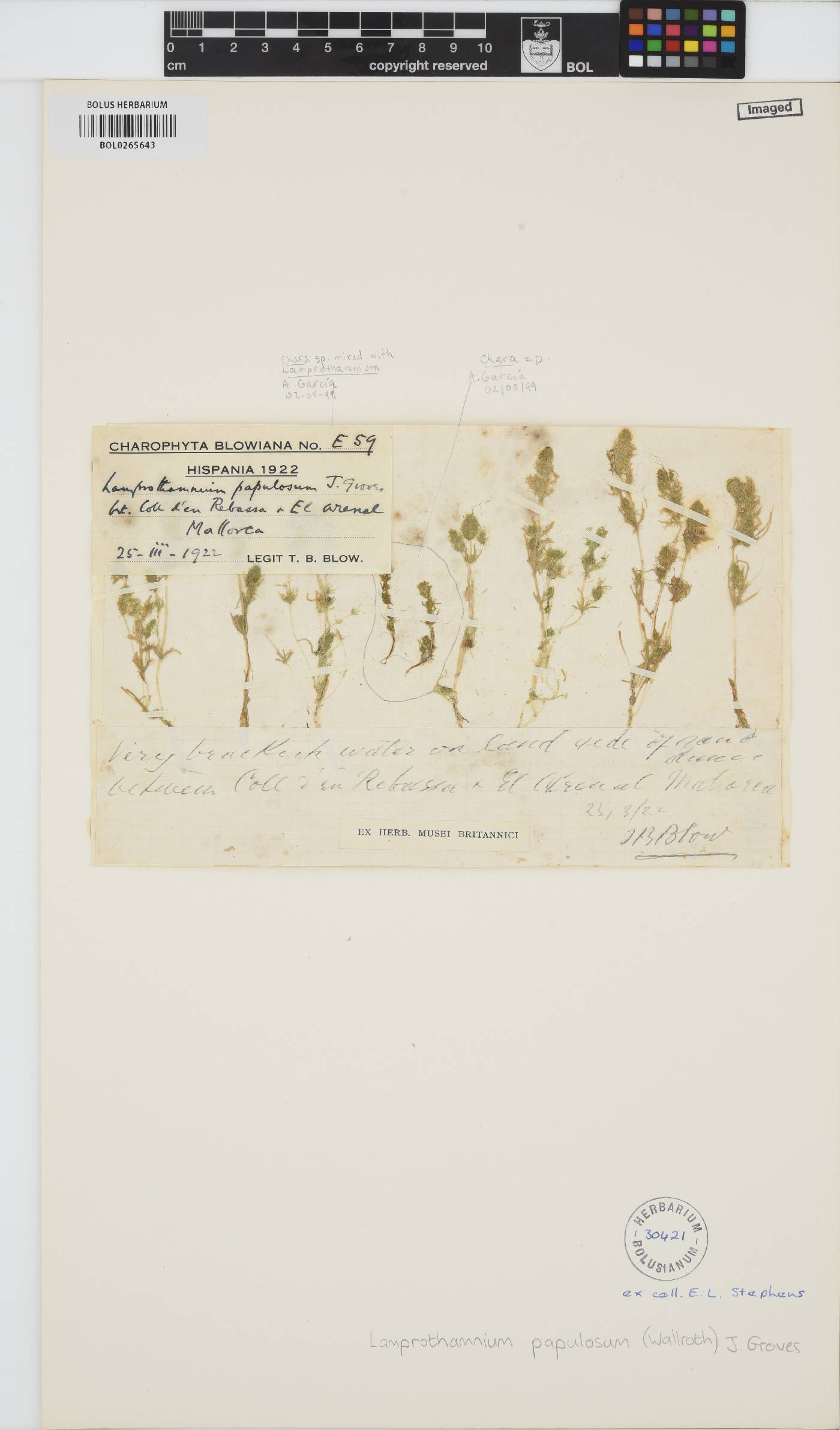Lamprothamnium papulosum image