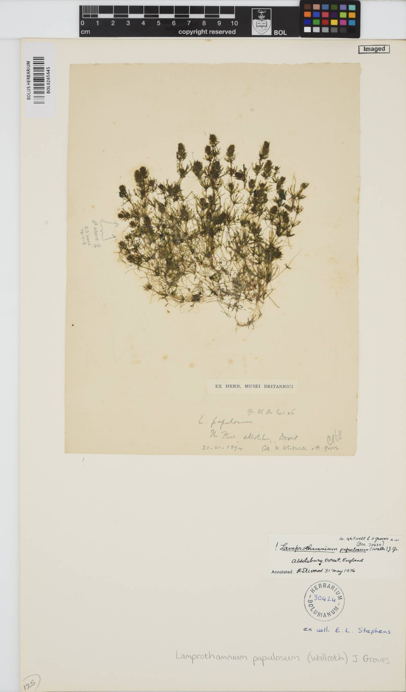 Lamprothamnium papulosum image