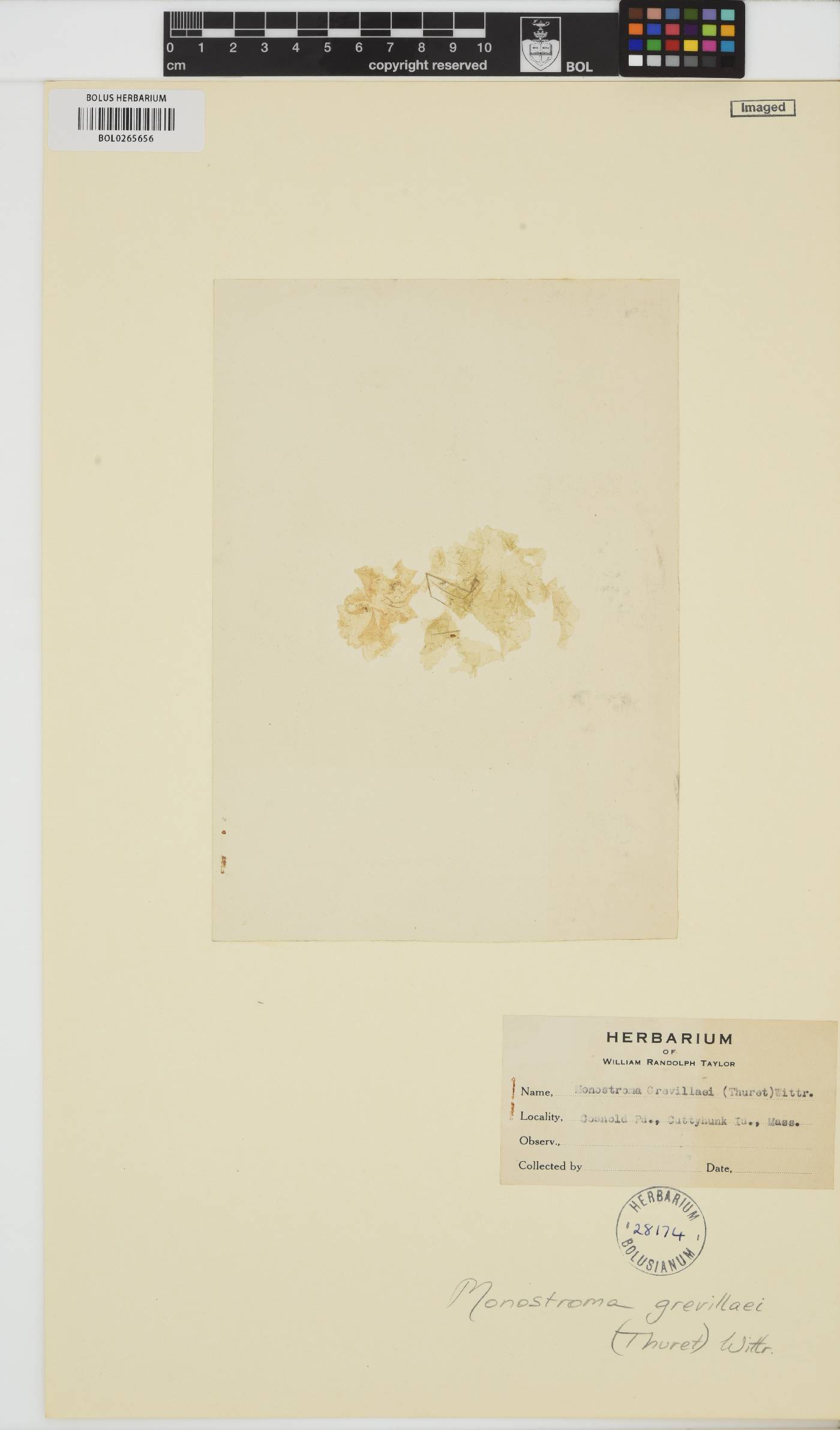 Monostroma image