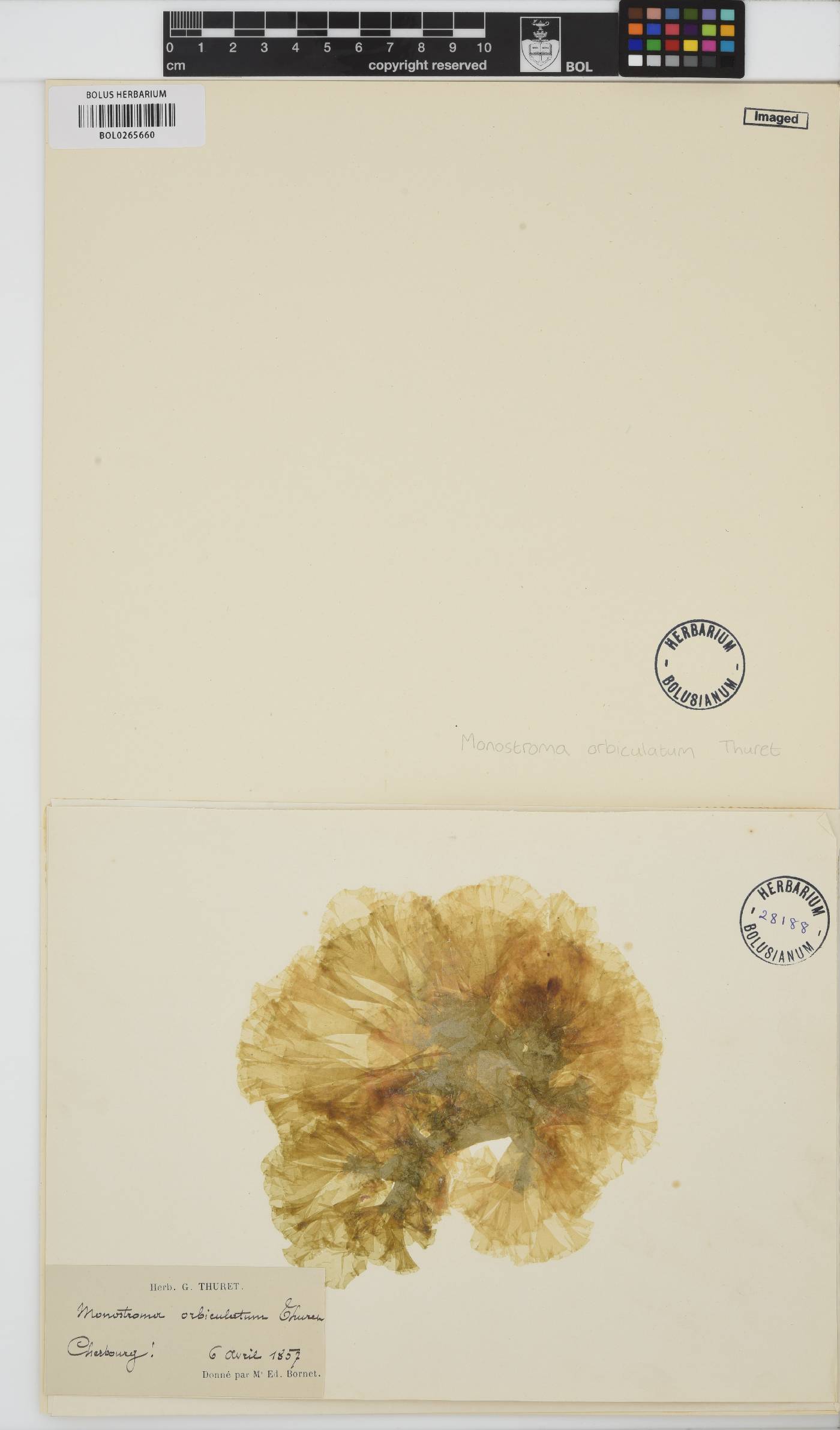 Gayralia oxysperma image