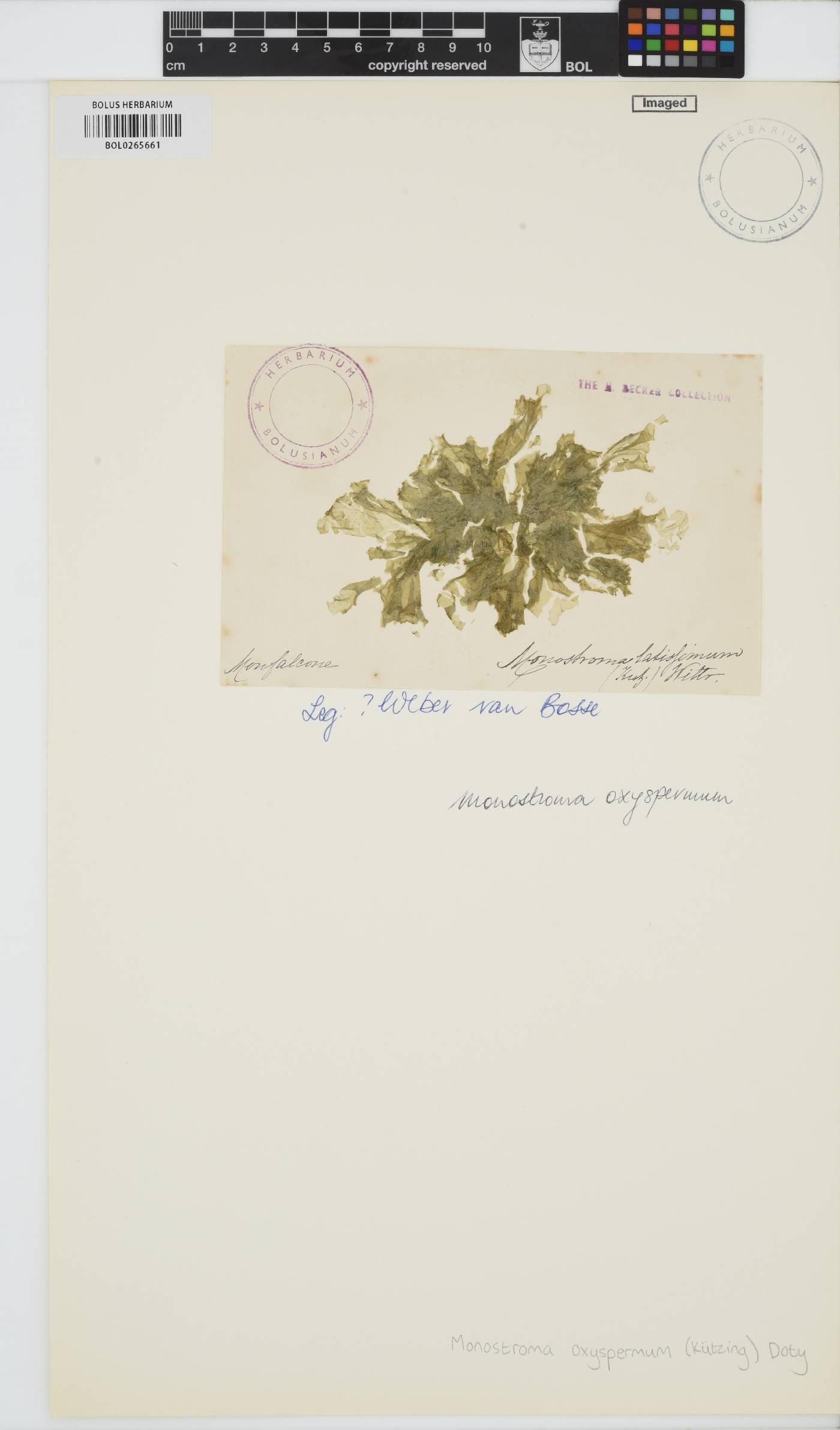 Gayralia oxysperma image