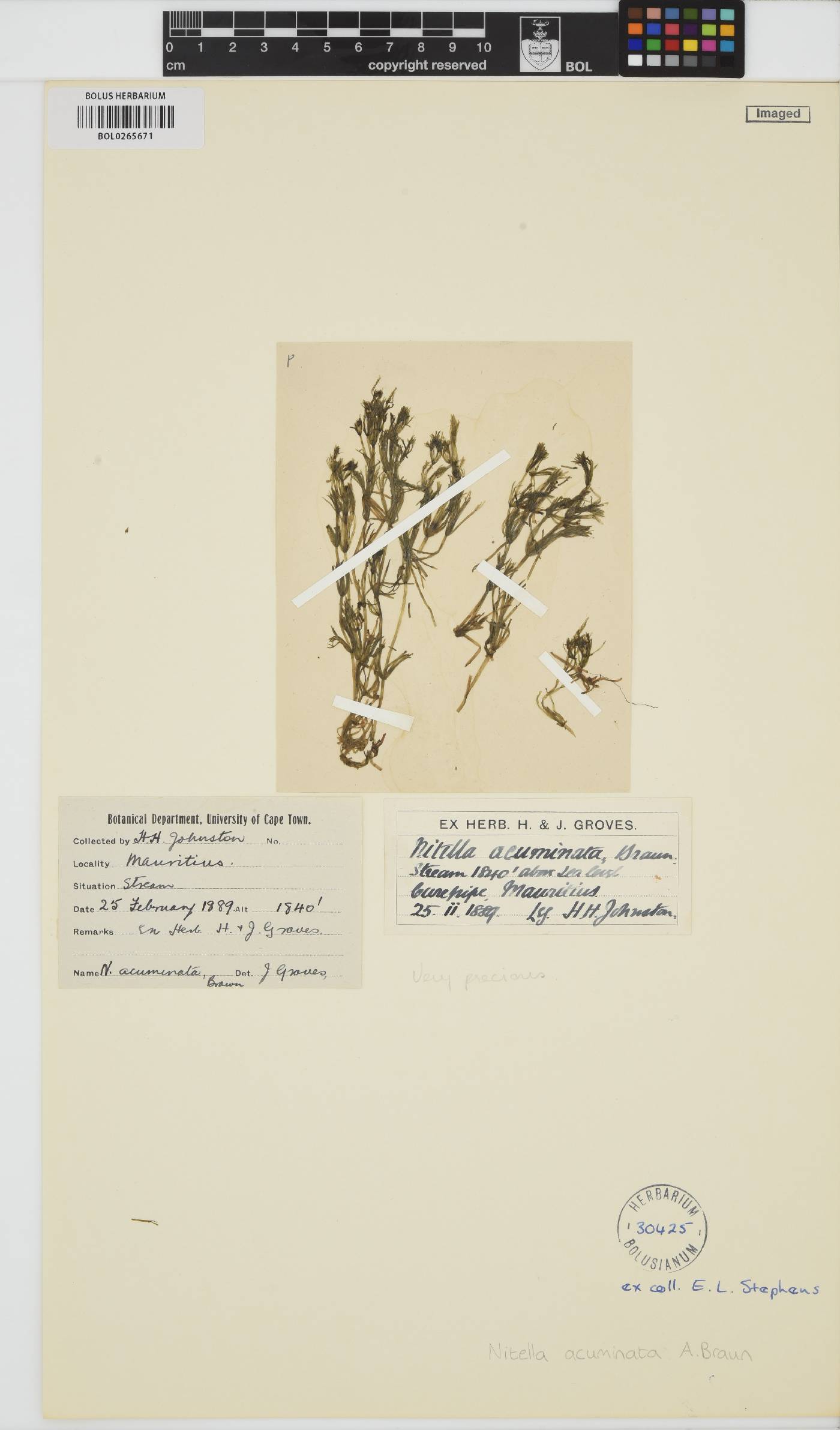 Nitella acuminata image
