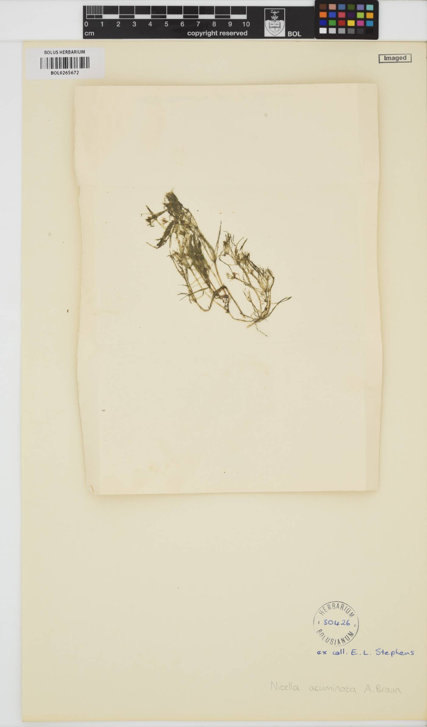 Nitella acuminata image