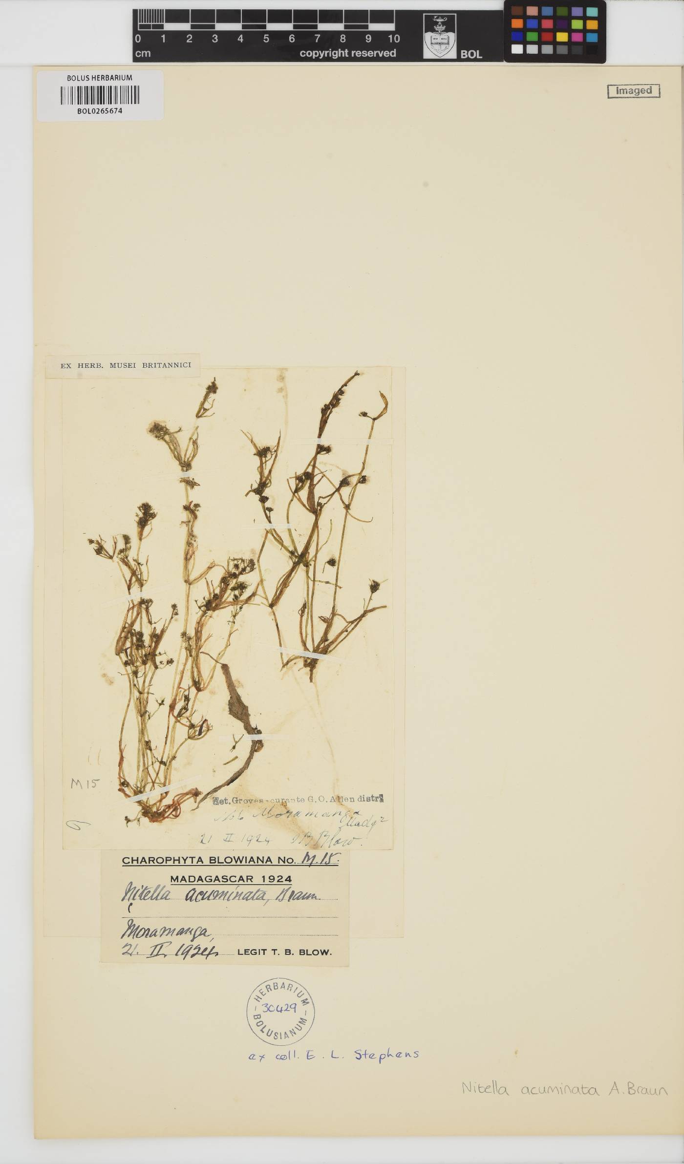 Nitella acuminata image