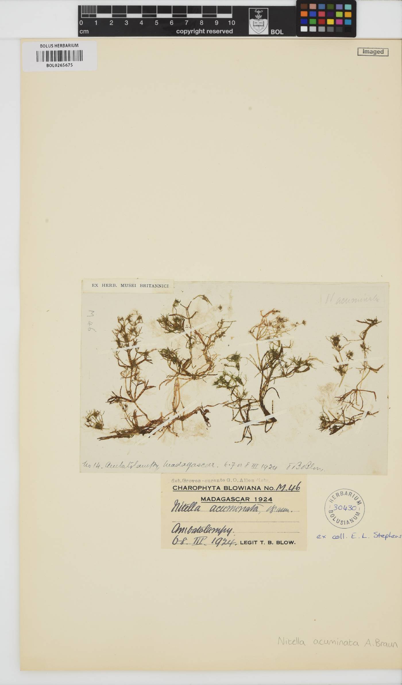 Nitella acuminata image