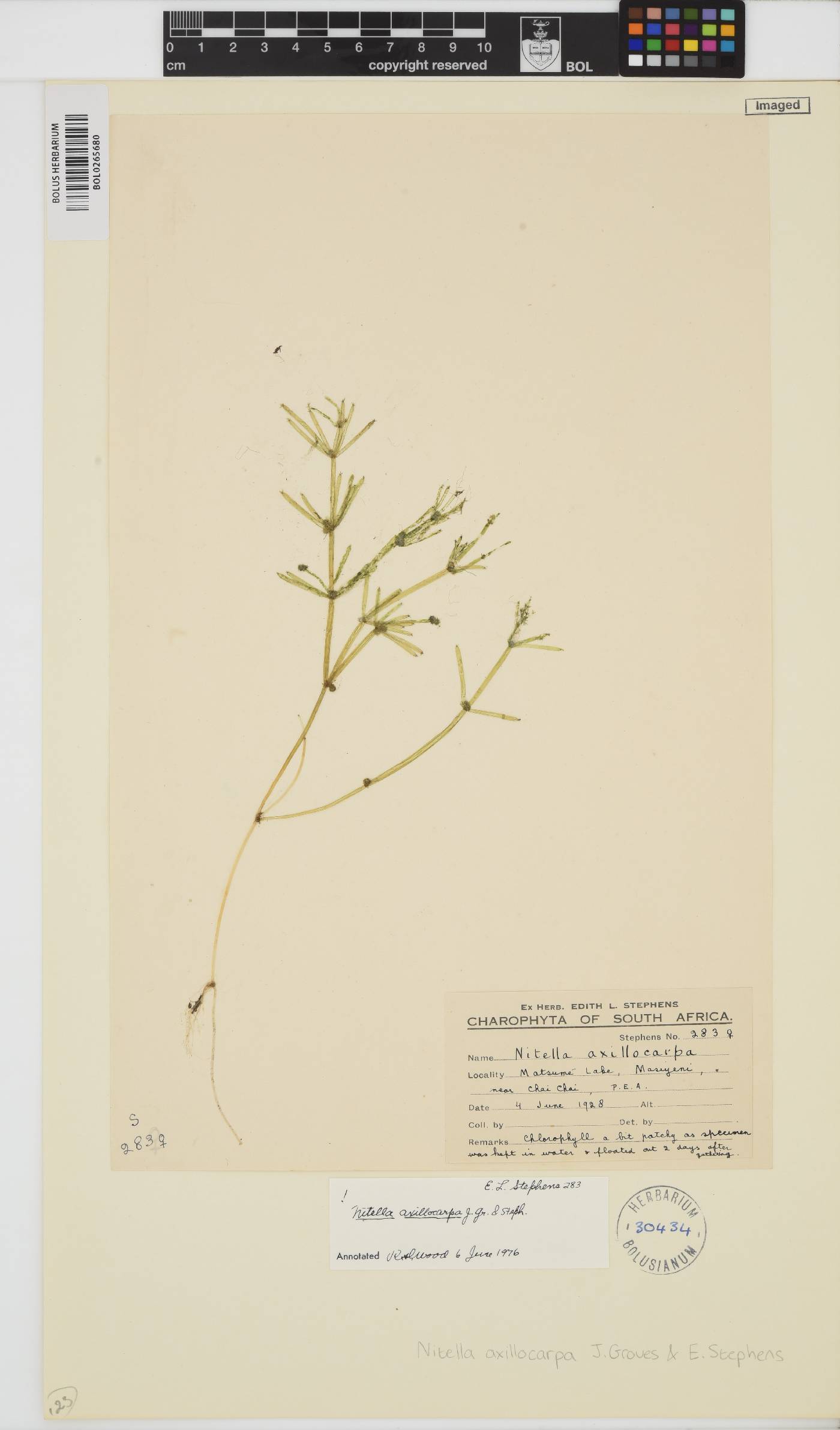 Nitella axillocarpa image