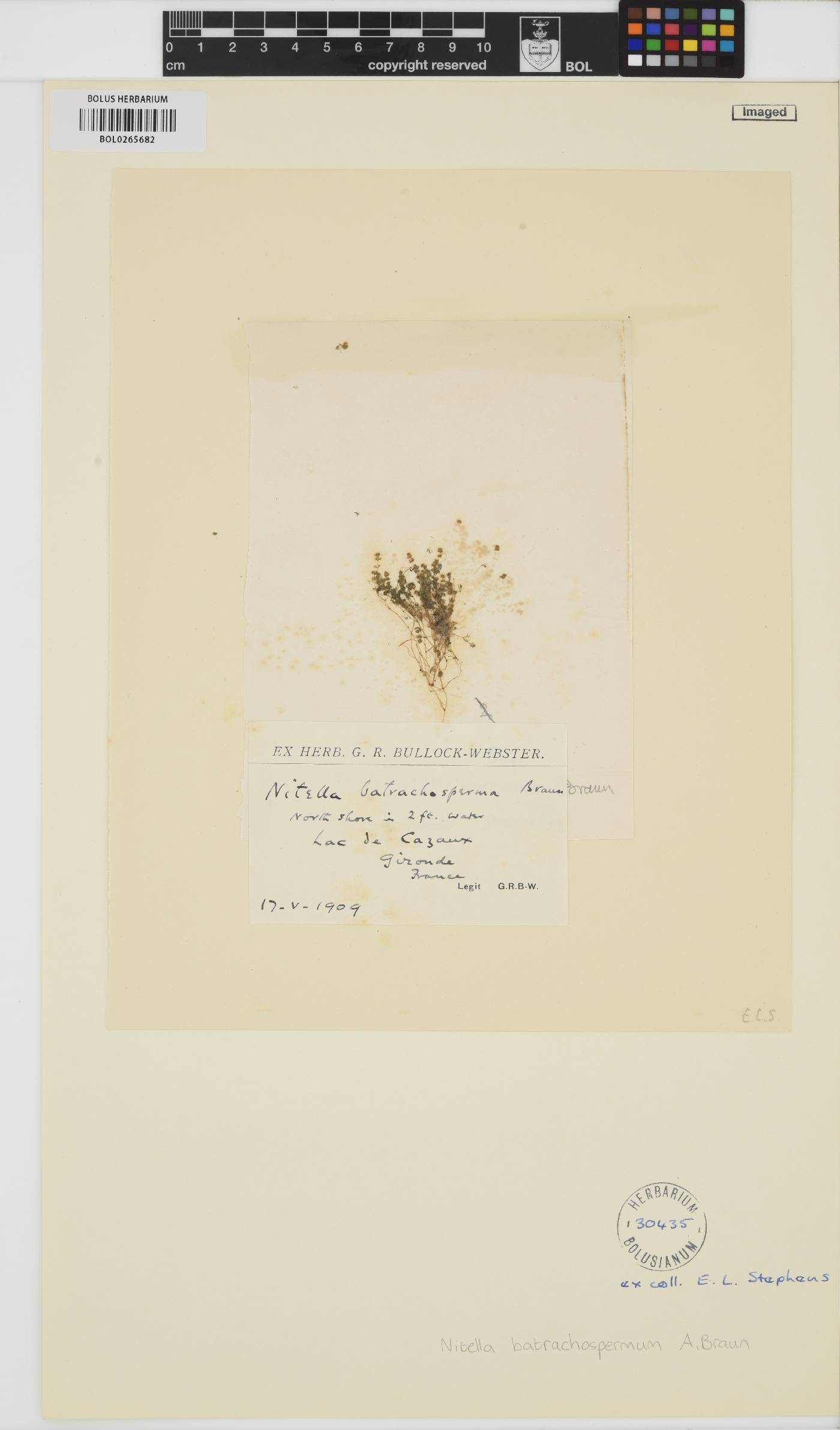 Chara vulgaris image