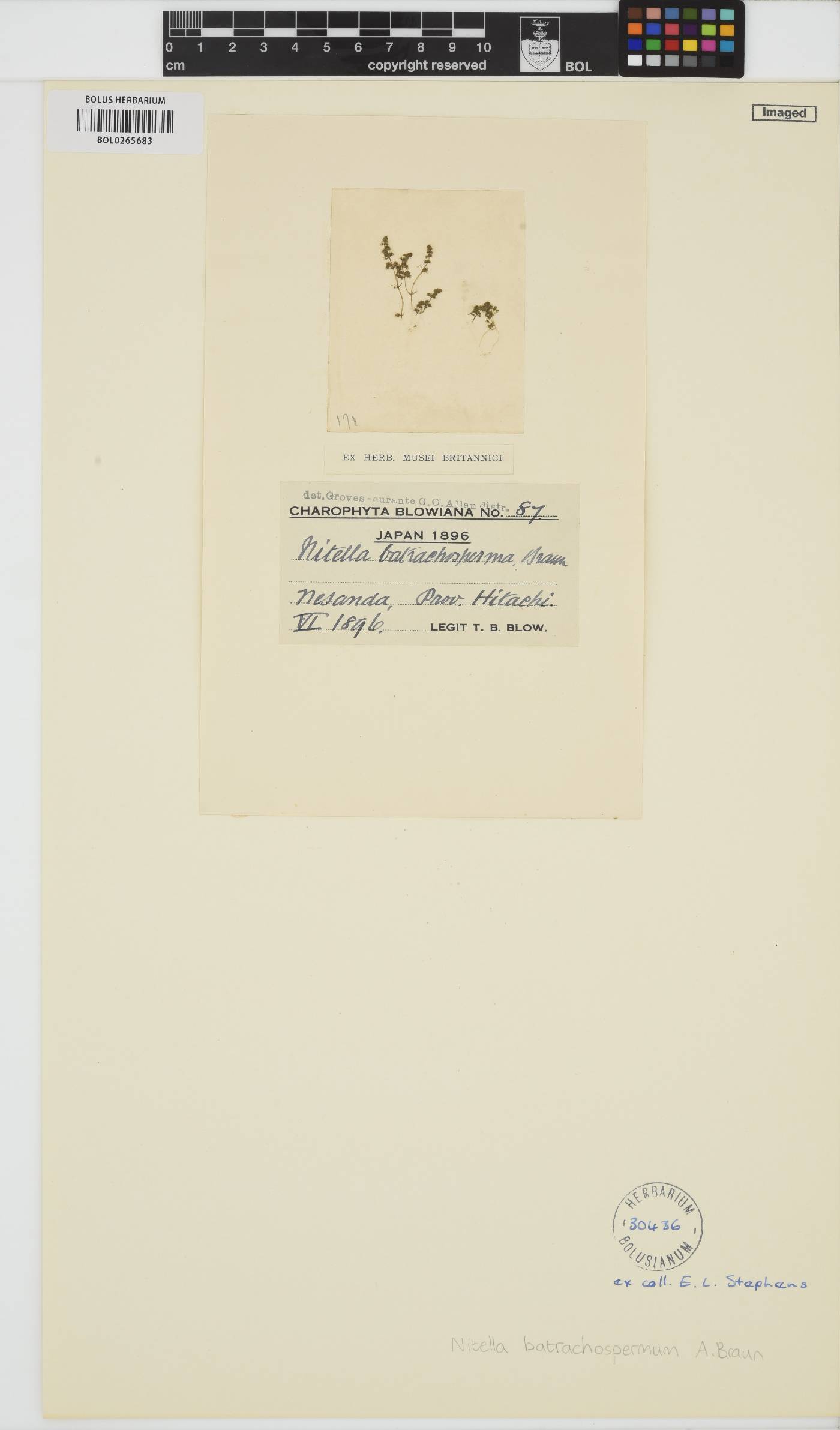 Chara vulgaris image