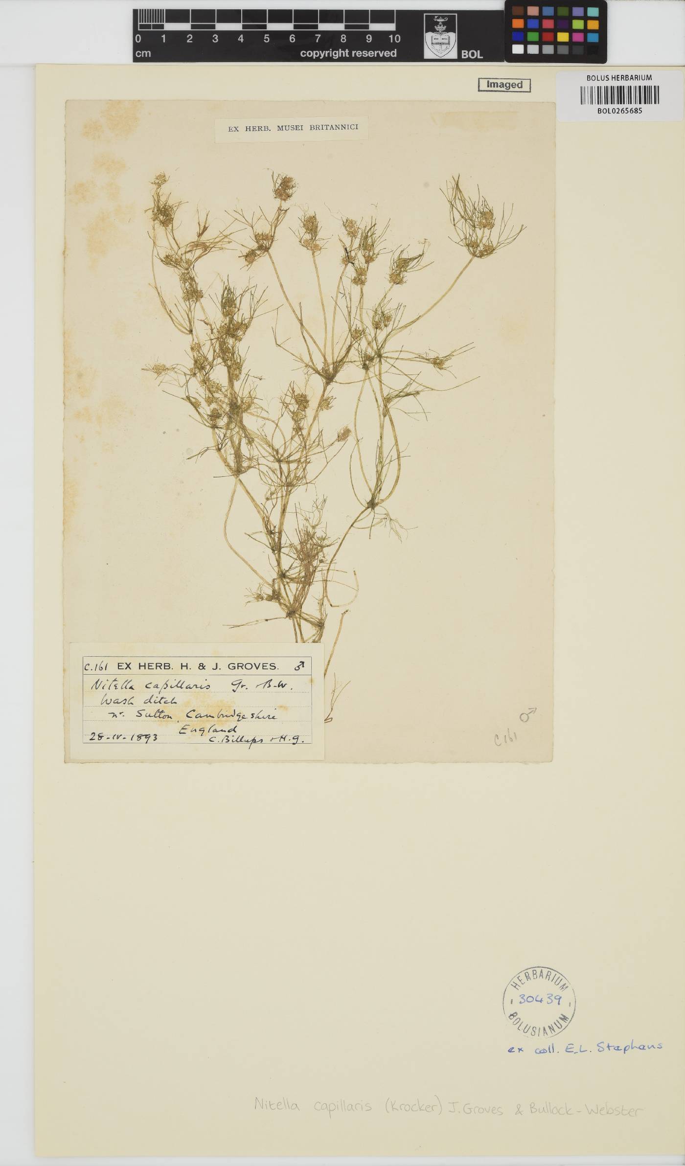 Nitella capillaris image