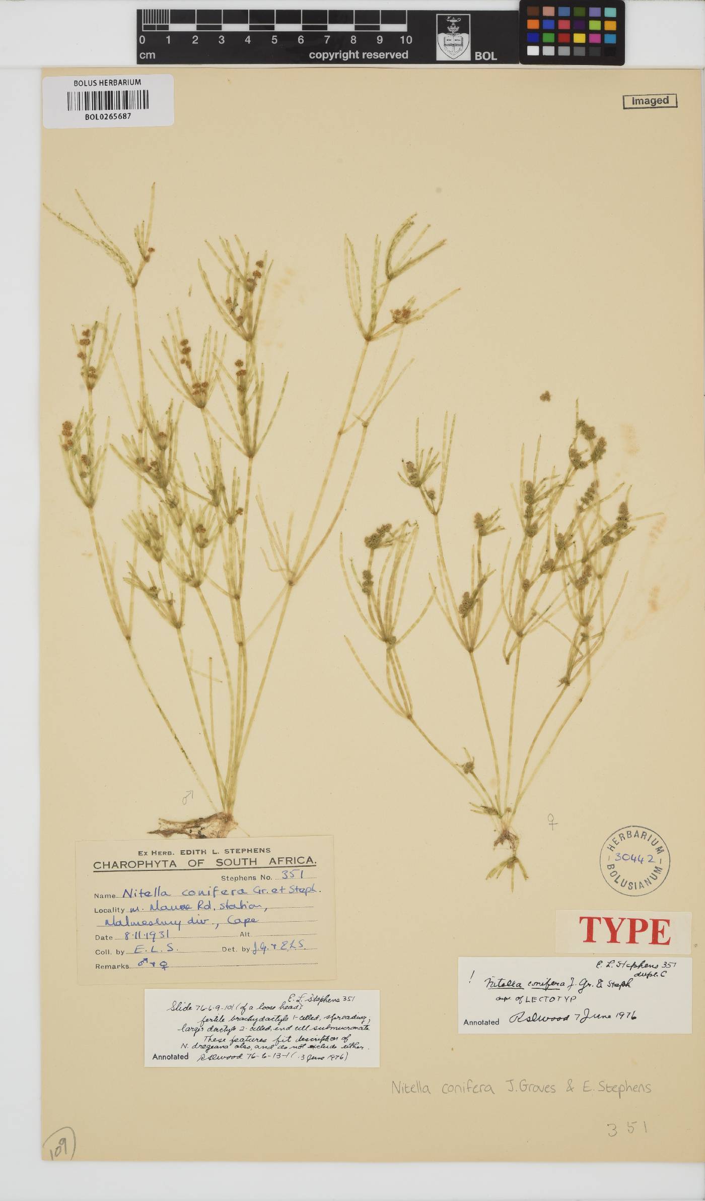 Nitella conifera image