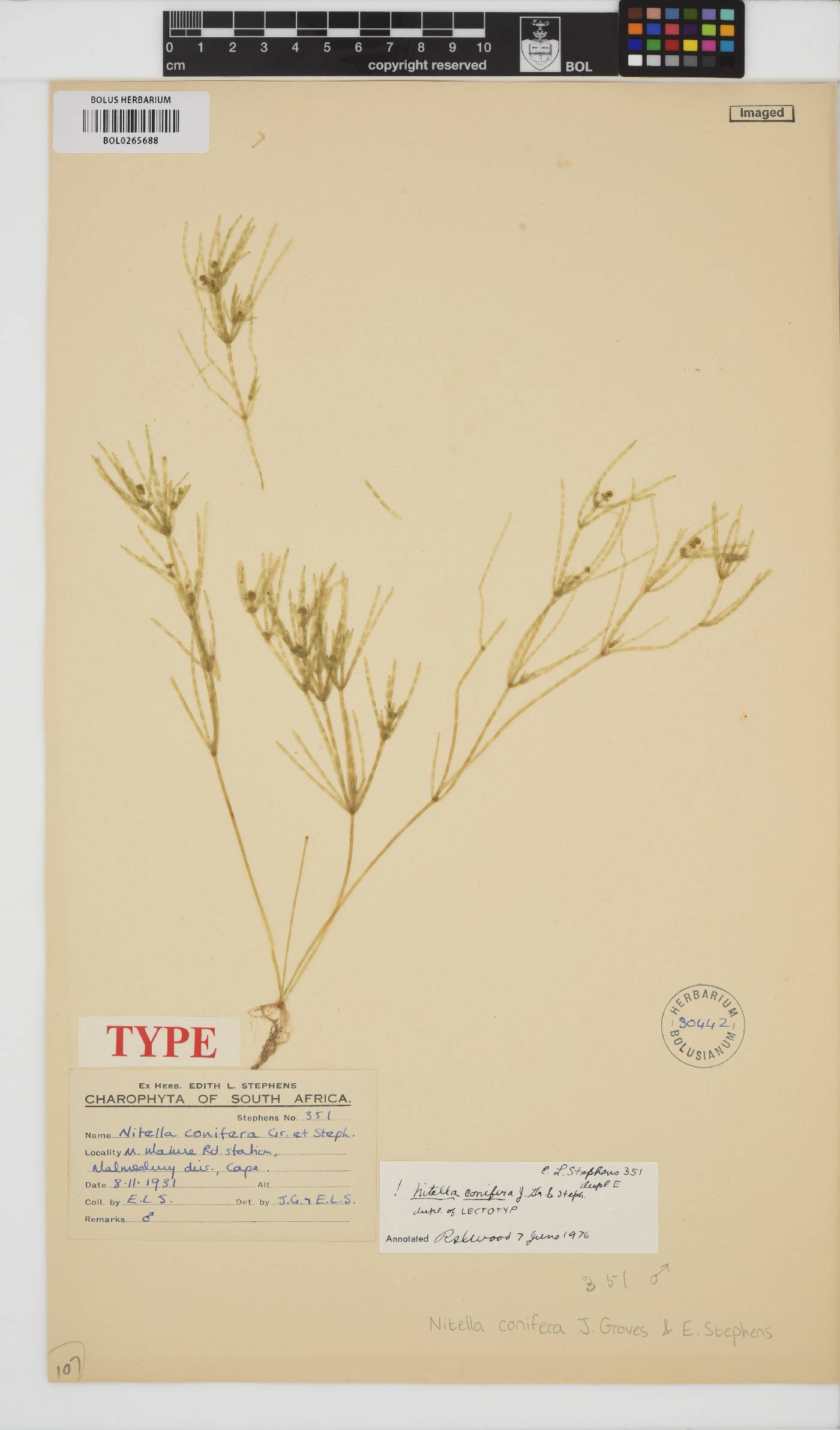 Characeae image