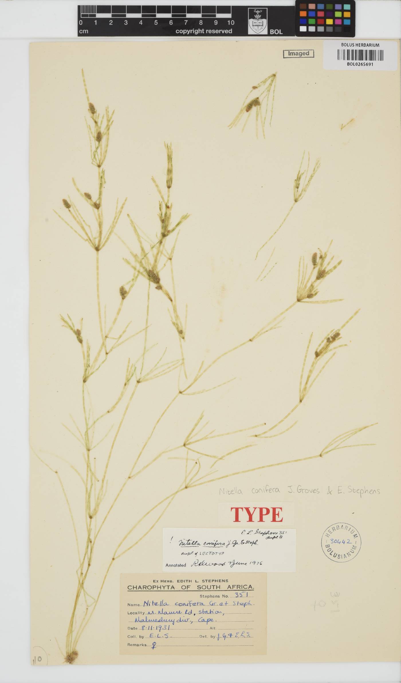 Nitella conifera image