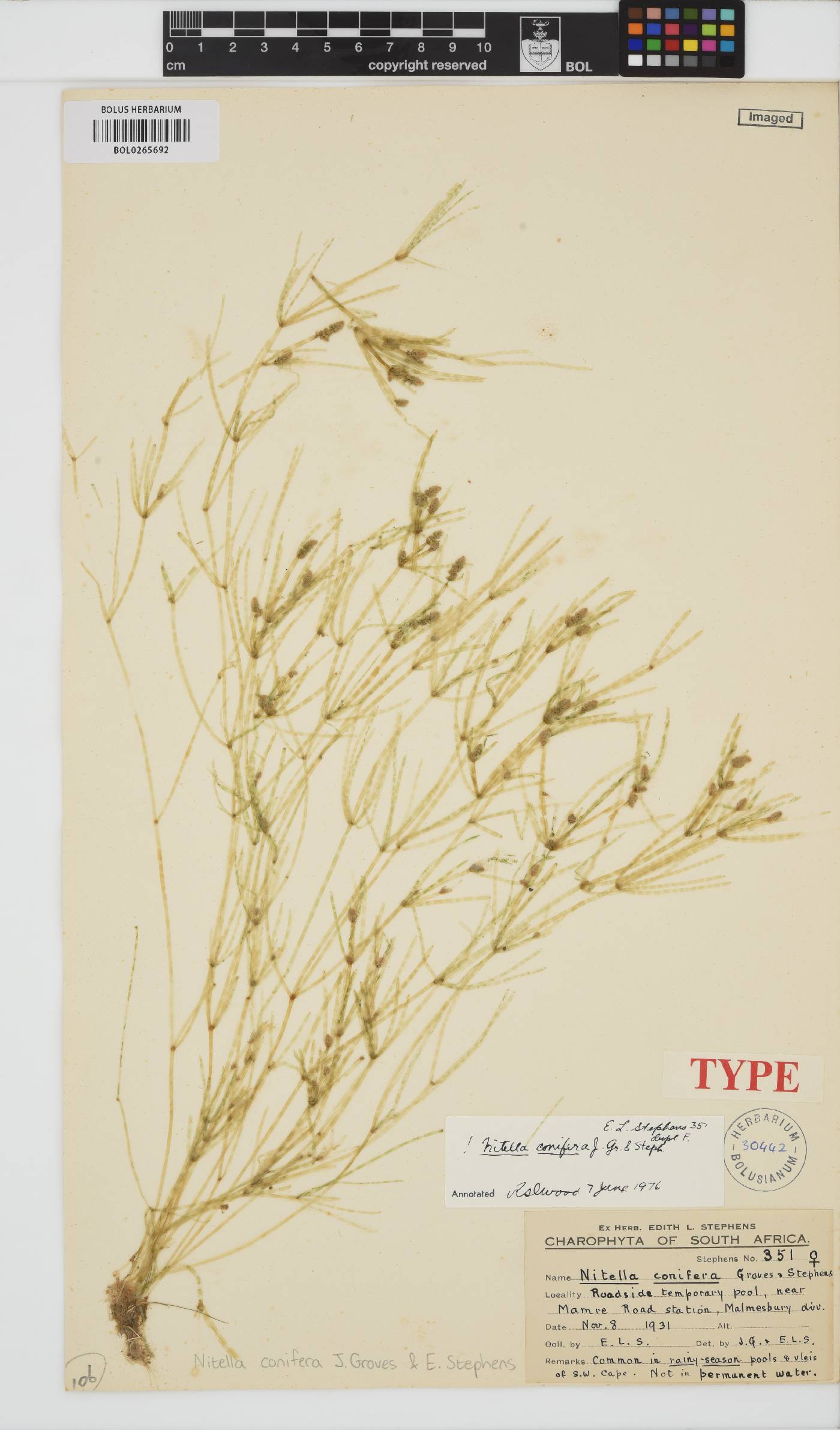 Nitella conifera image