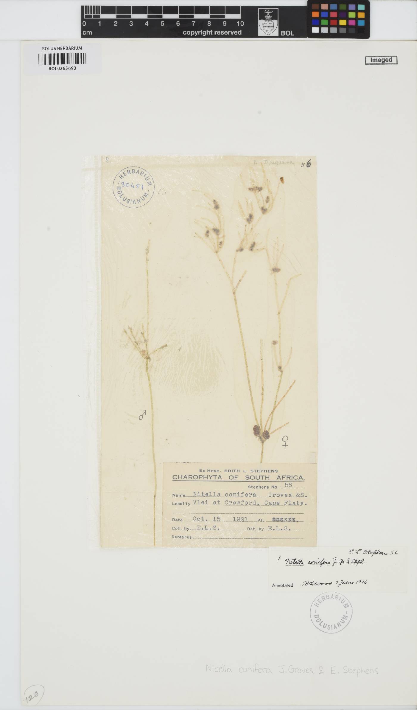 Nitella conifera image