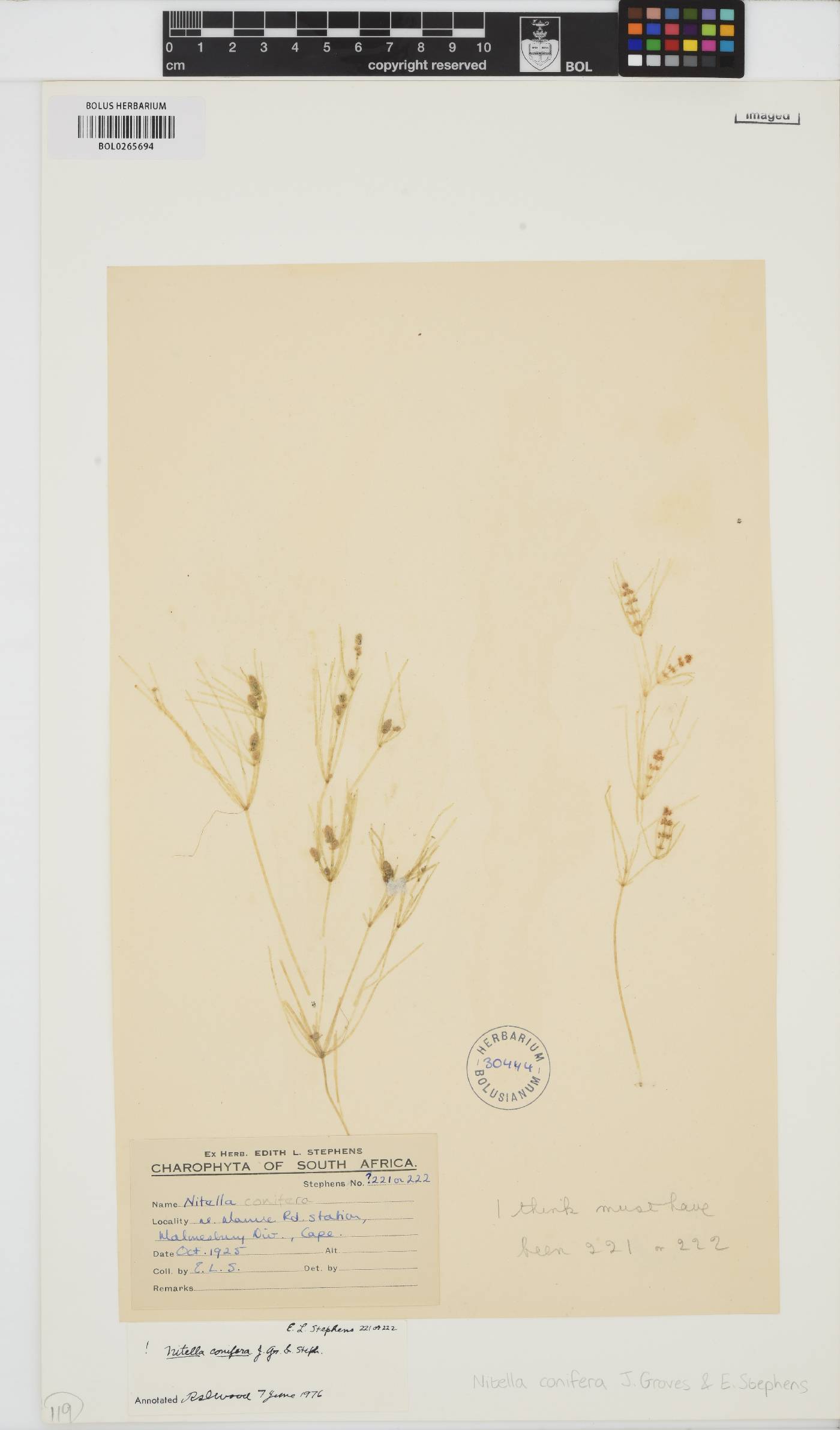 Nitella conifera image