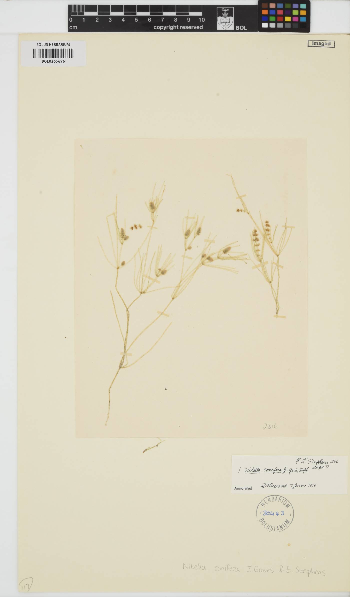 Nitella conifera image