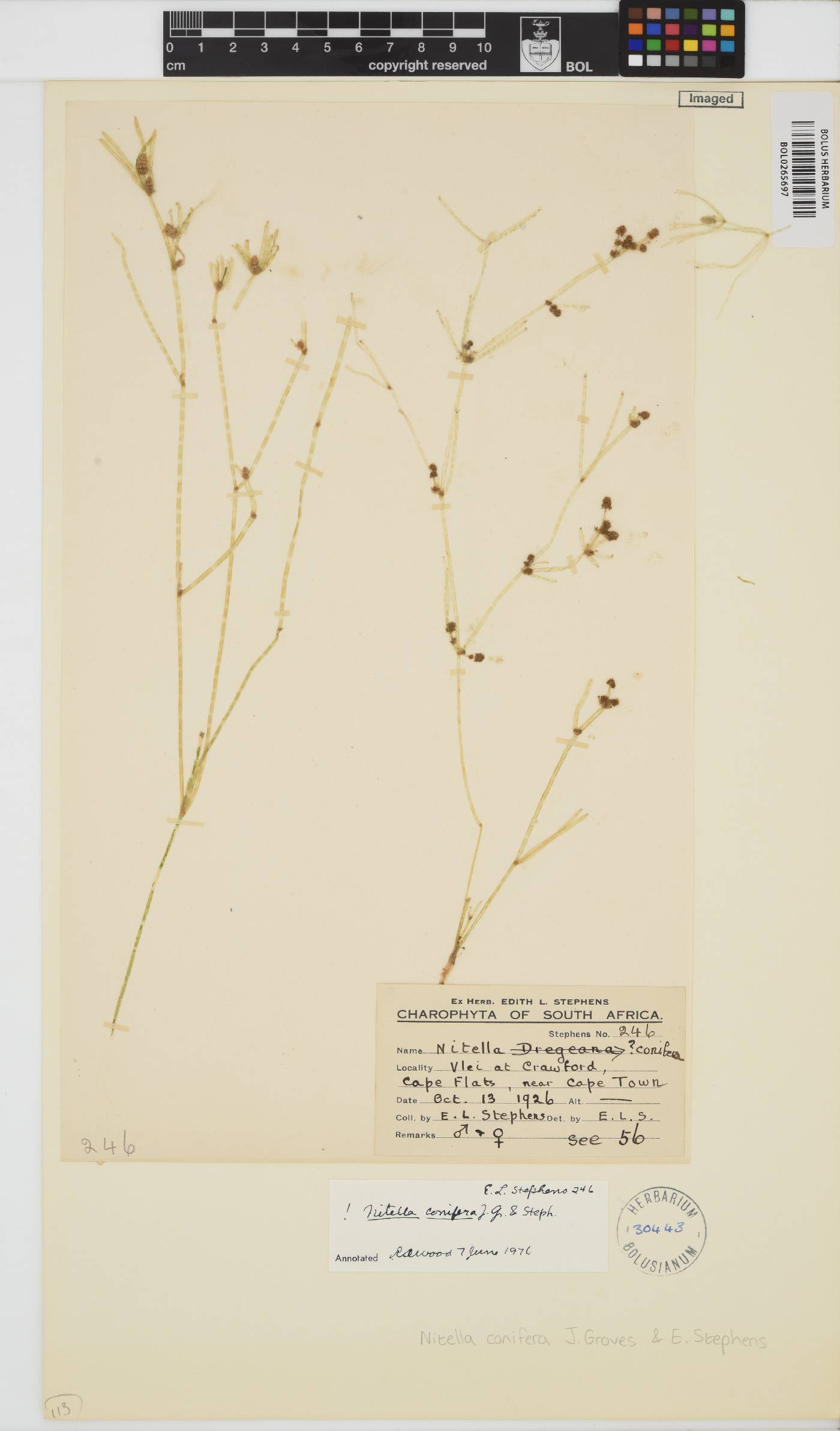 Nitella conifera image