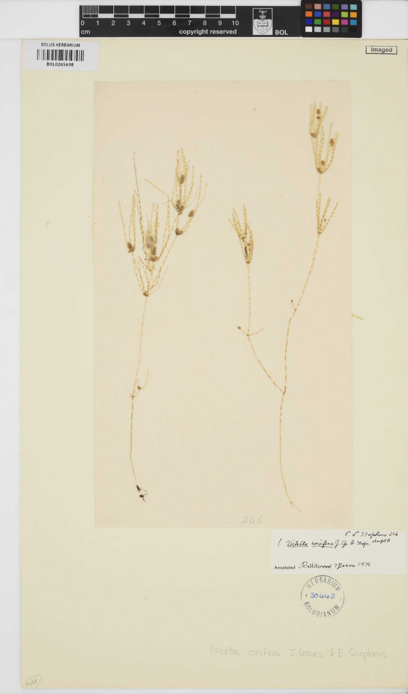 Nitella conifera image