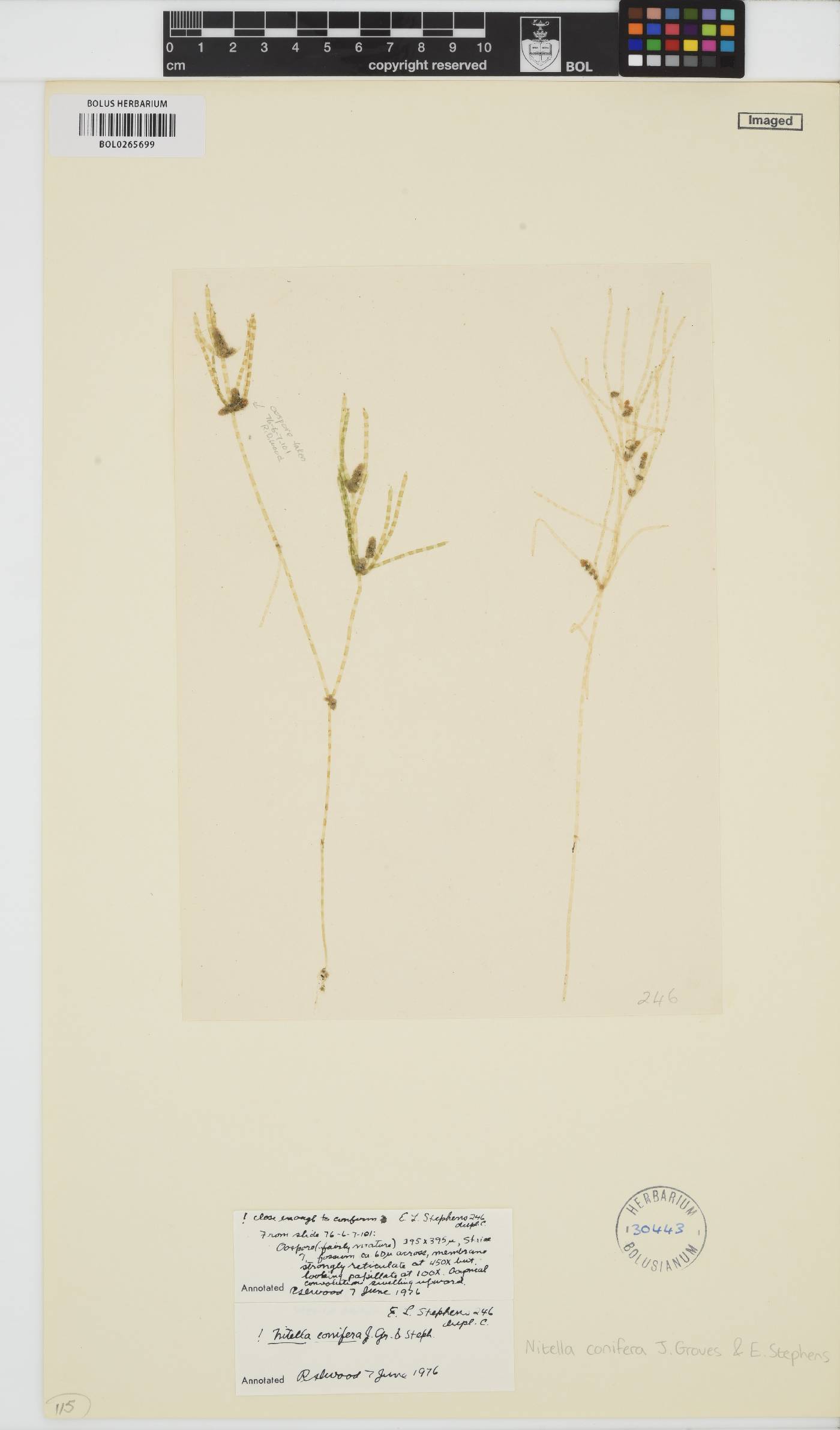 Nitella conifera image