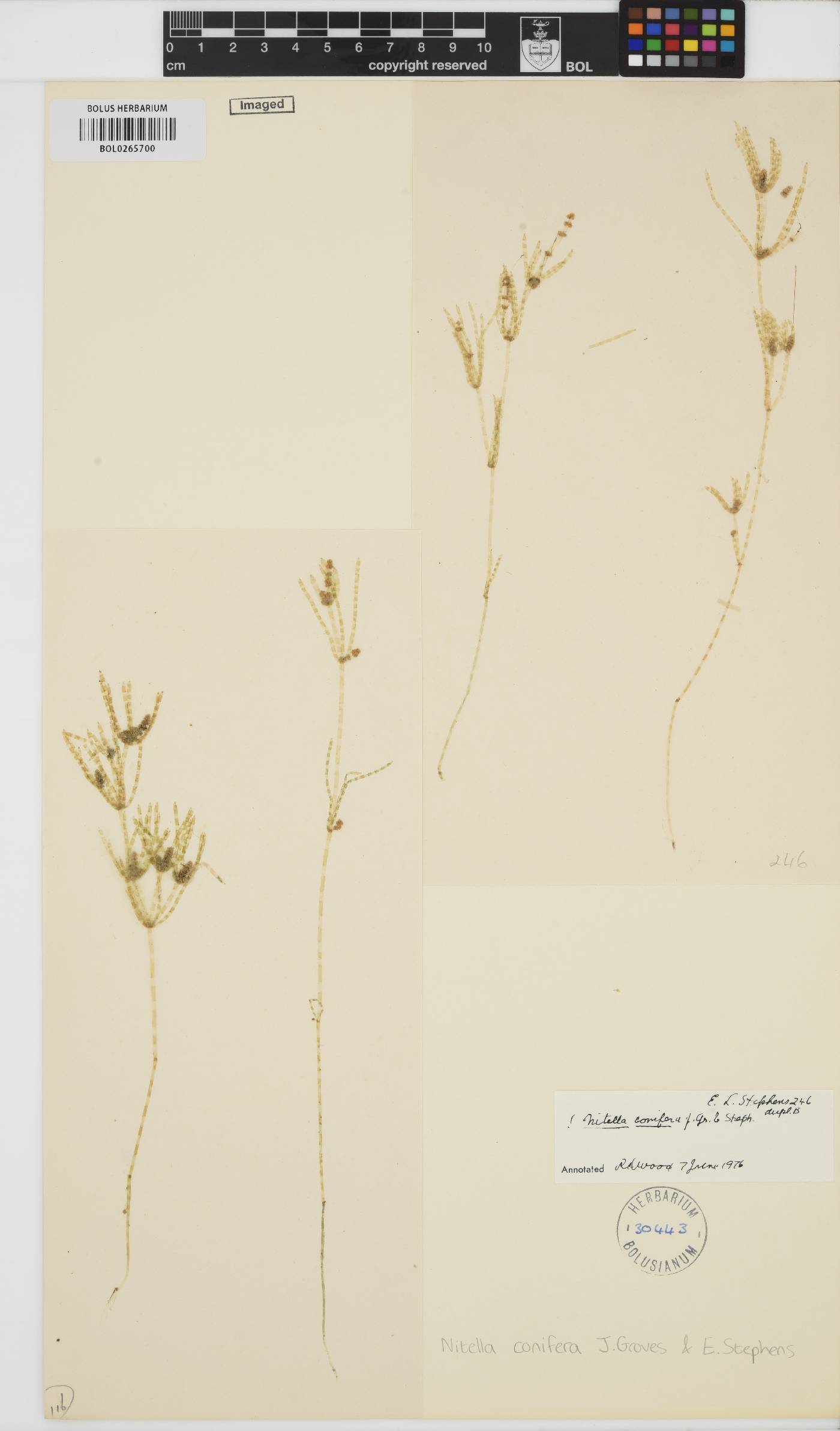 Nitella conifera image