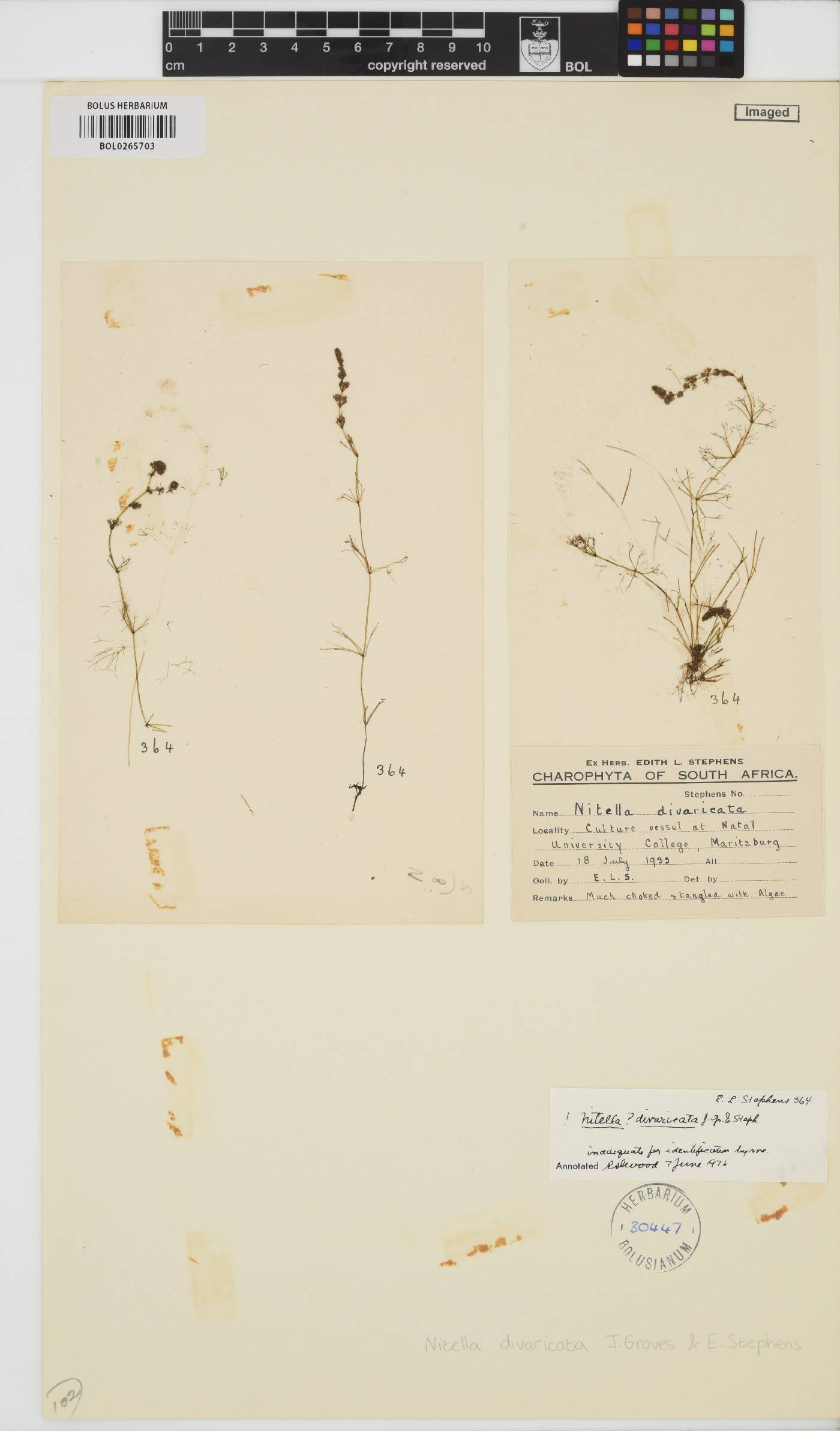 Nitella divaricata image