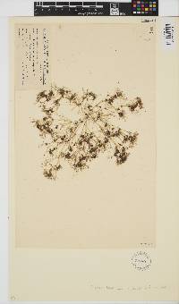 Nitella divaricata image