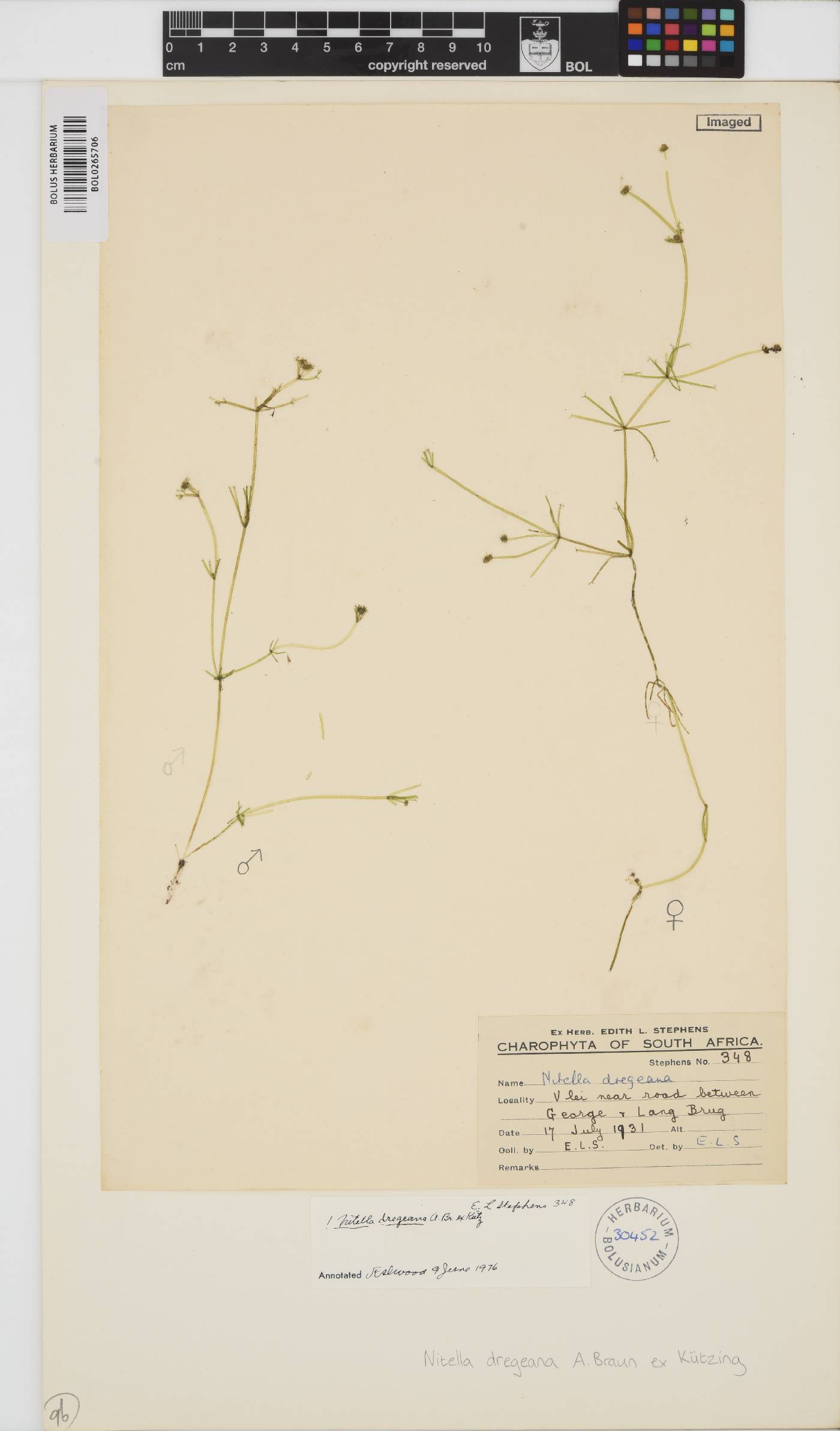 Nitella dregeana image