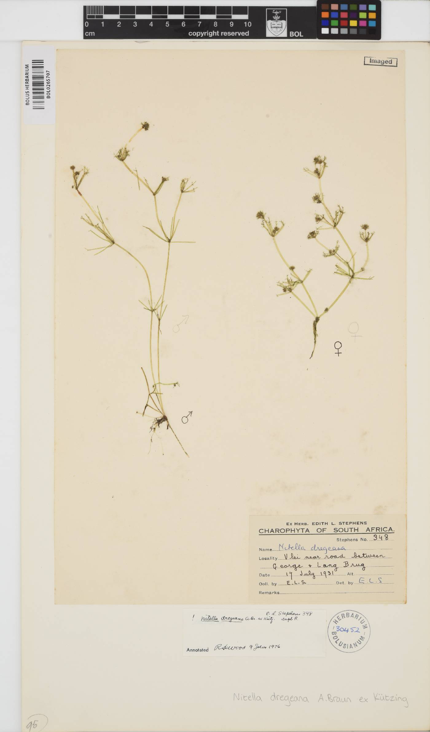 Nitella dregeana image