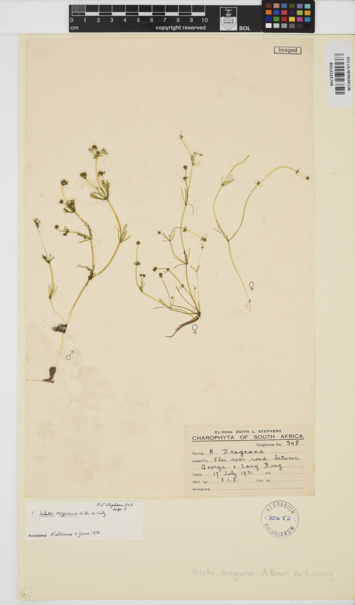 Nitella dregeana image