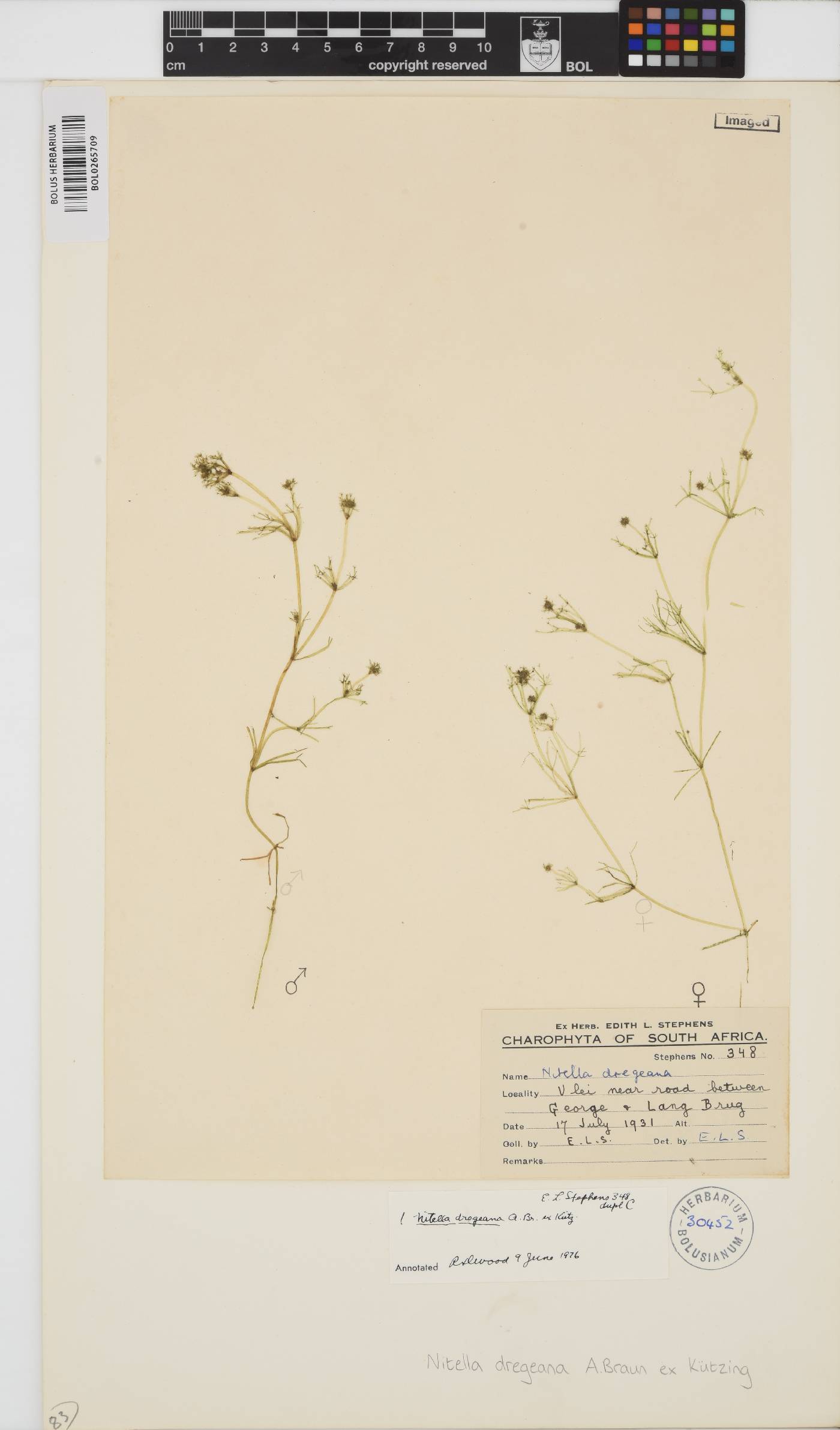 Nitella dregeana image