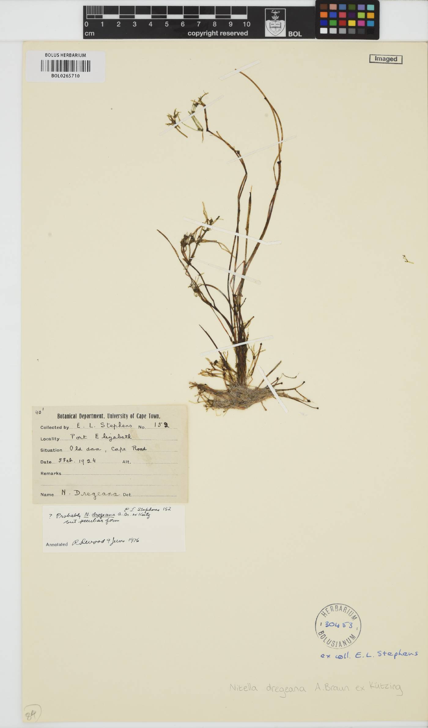Nitella dregeana image