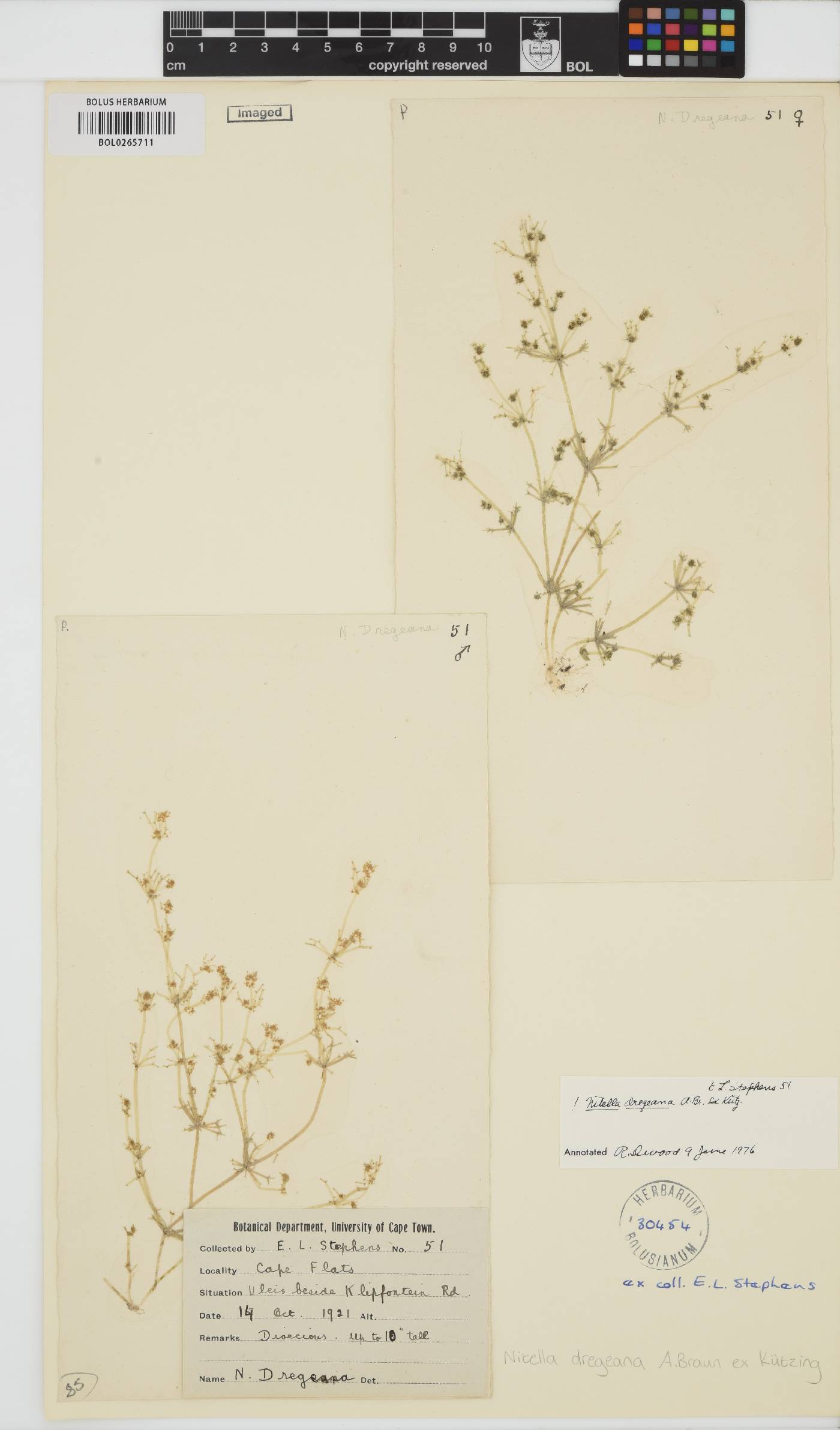 Nitella dregeana image
