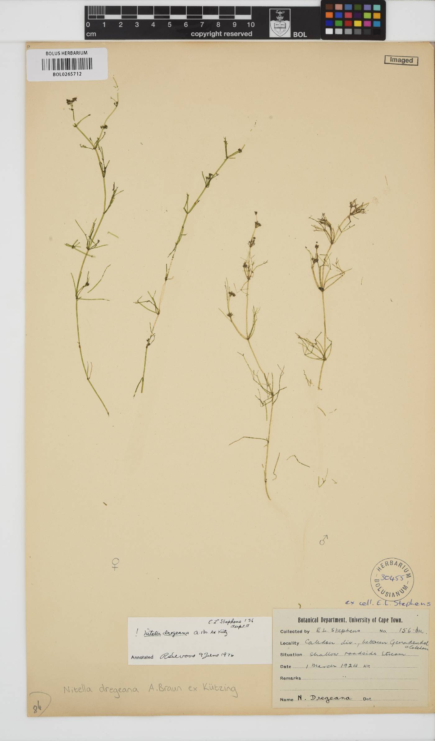Nitella dregeana image