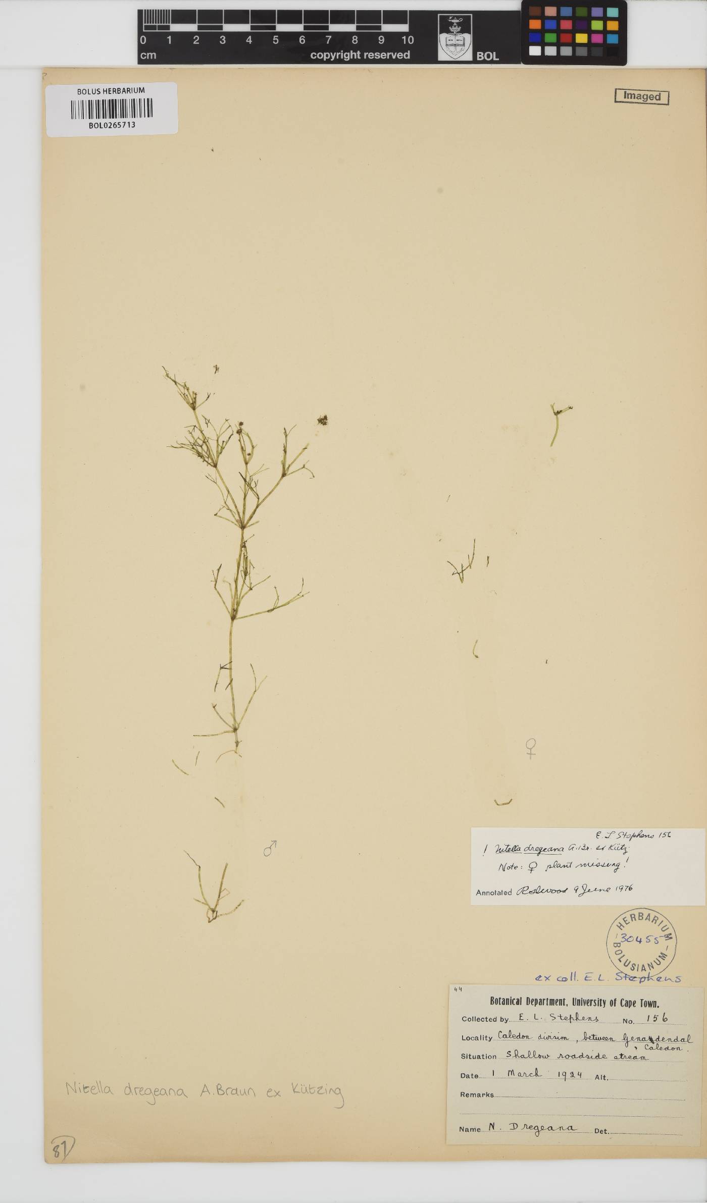 Nitella image