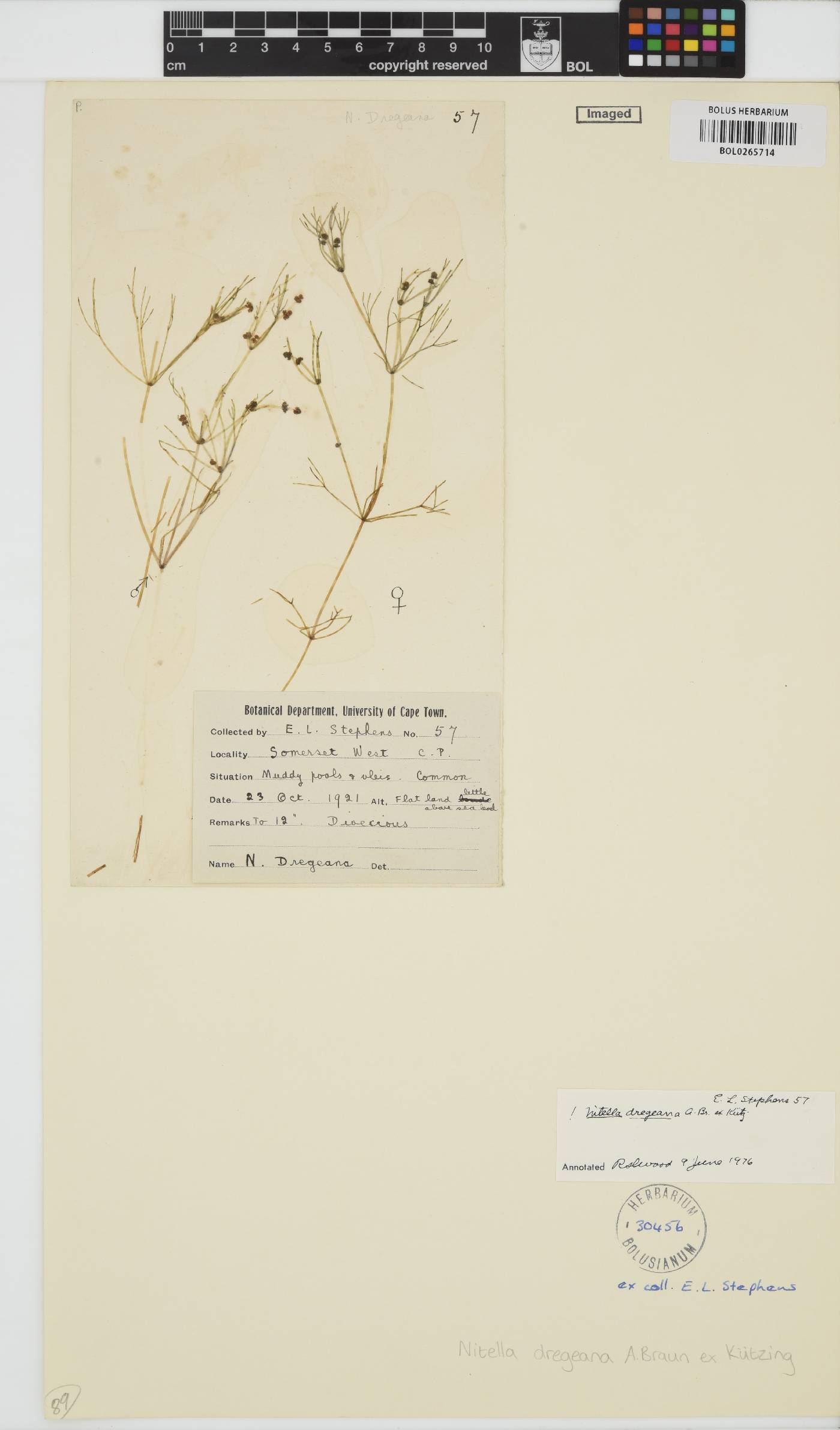 Nitella dregeana image