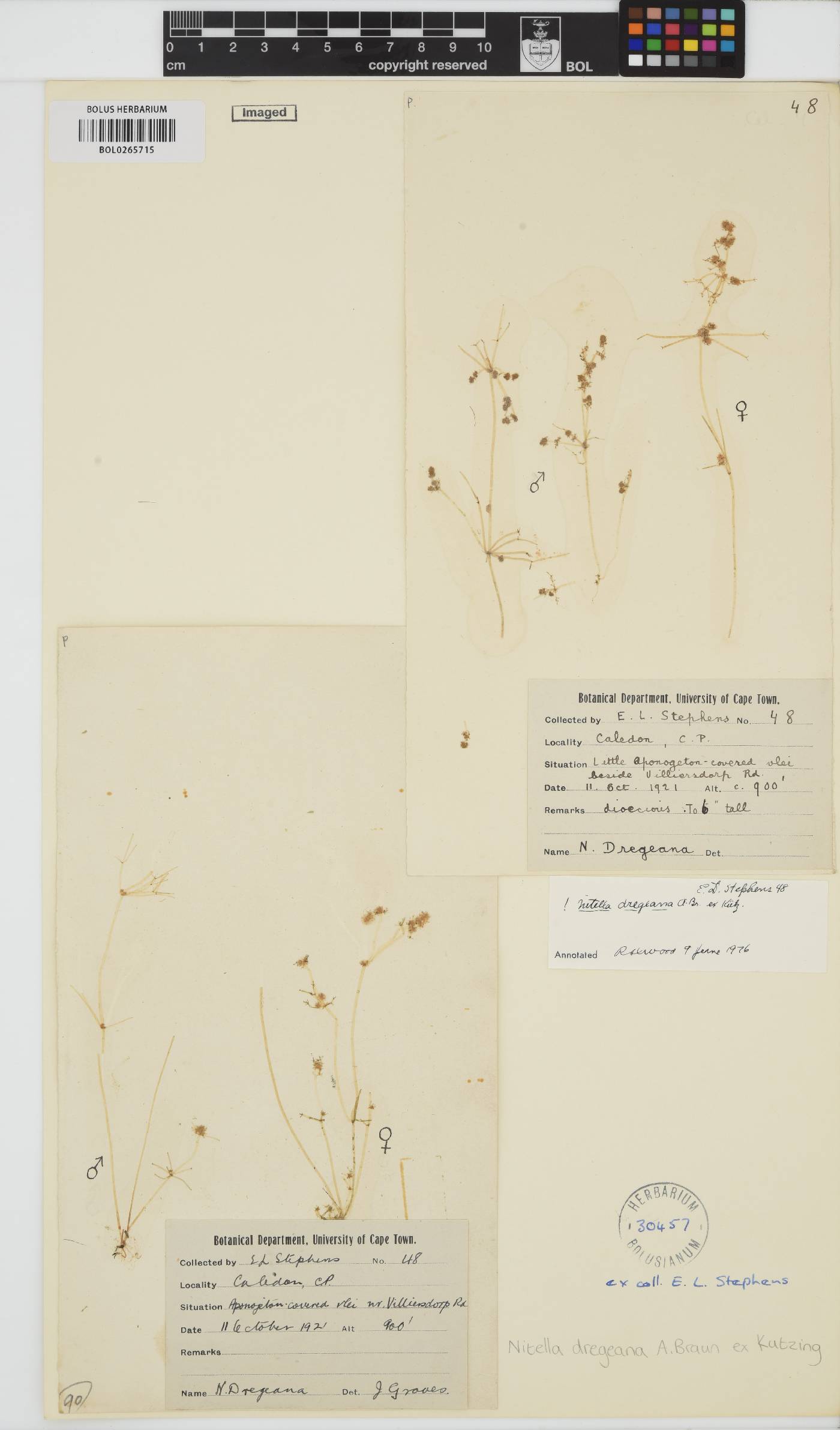 Nitella dregeana image